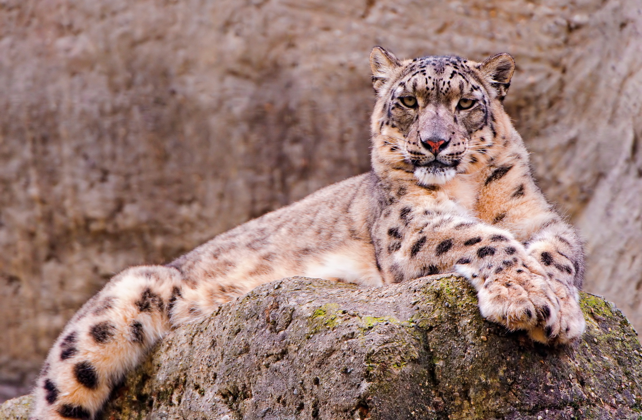 84500 baixar imagens snow leopard, animais, pedra, deitar se, mentir, predator, predador, musgo, uma pedra - papéis de parede e protetores de tela gratuitamente