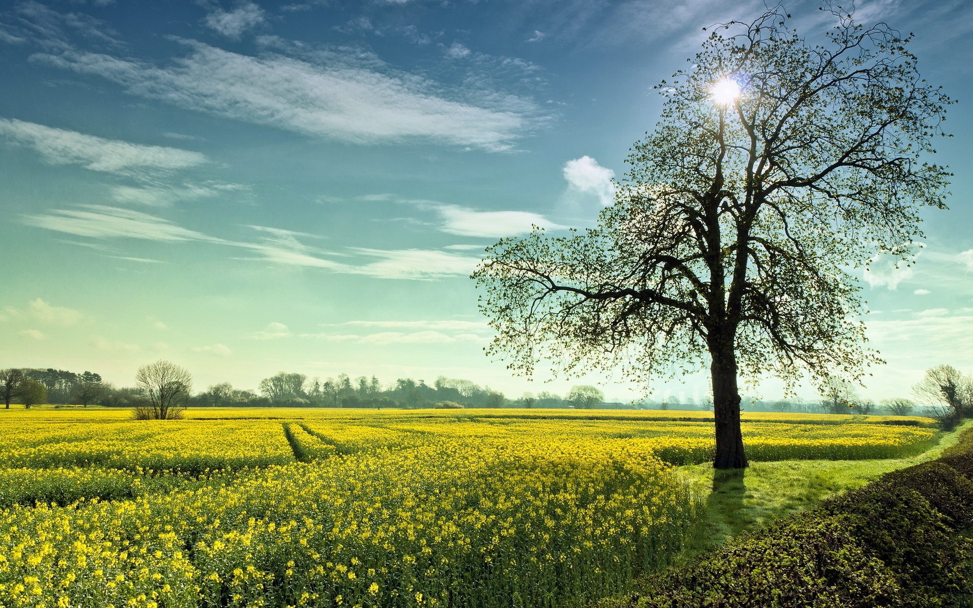 Download mobile wallpaper Trees, Landscape, Fields for free.
