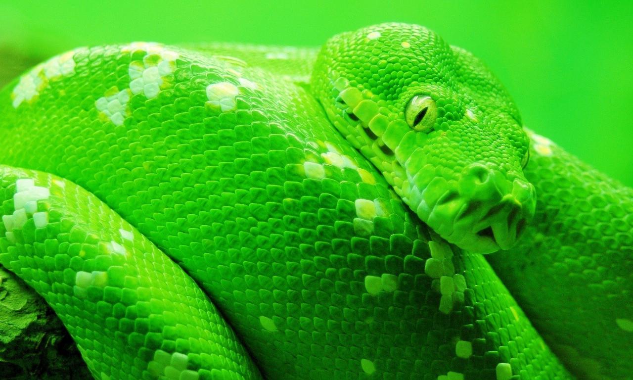 animal, python, snake download HD wallpaper