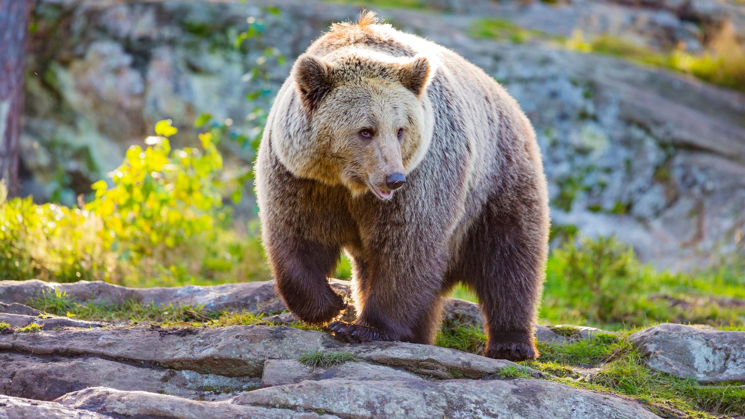 Канадский медведь Гризли