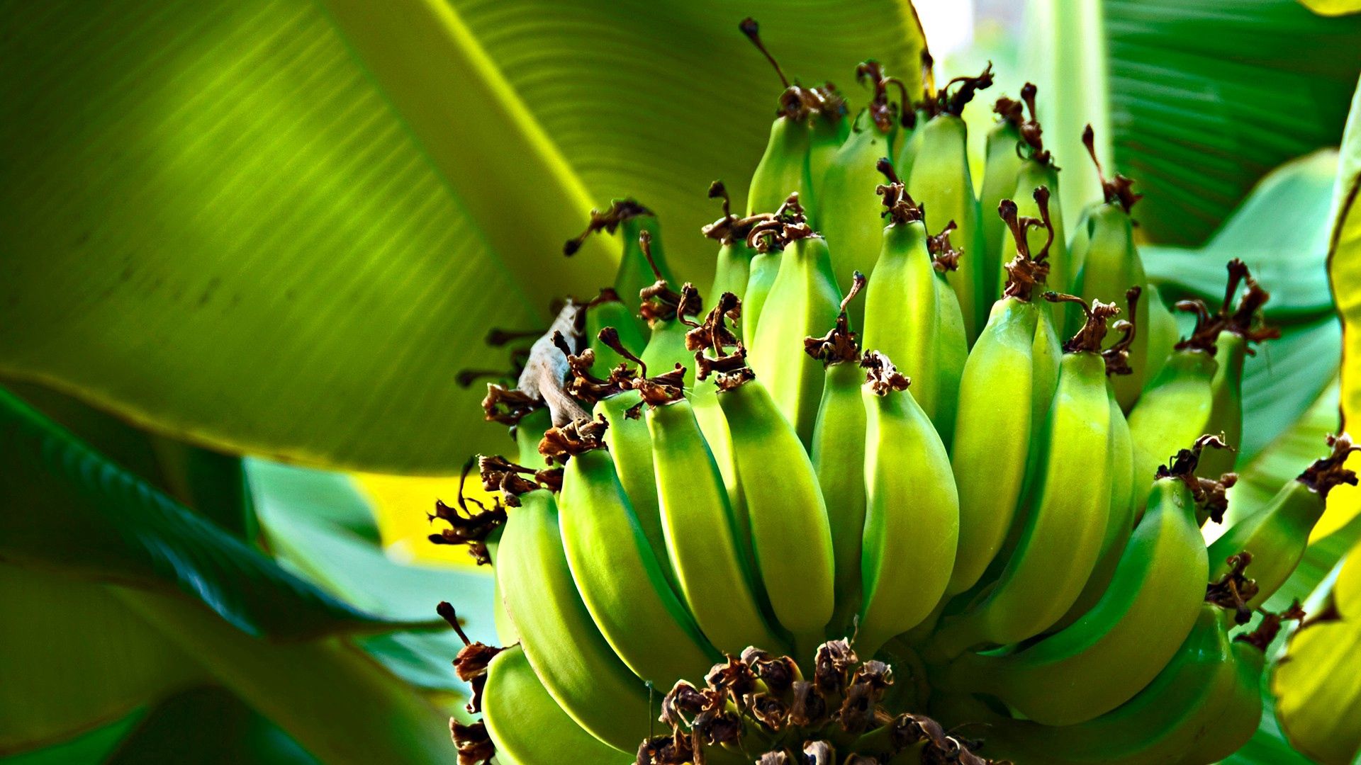 105091 скачать обои зеленые, бананы, фрукты, природа, дерево, плоды - заставки и картинки бесплатно