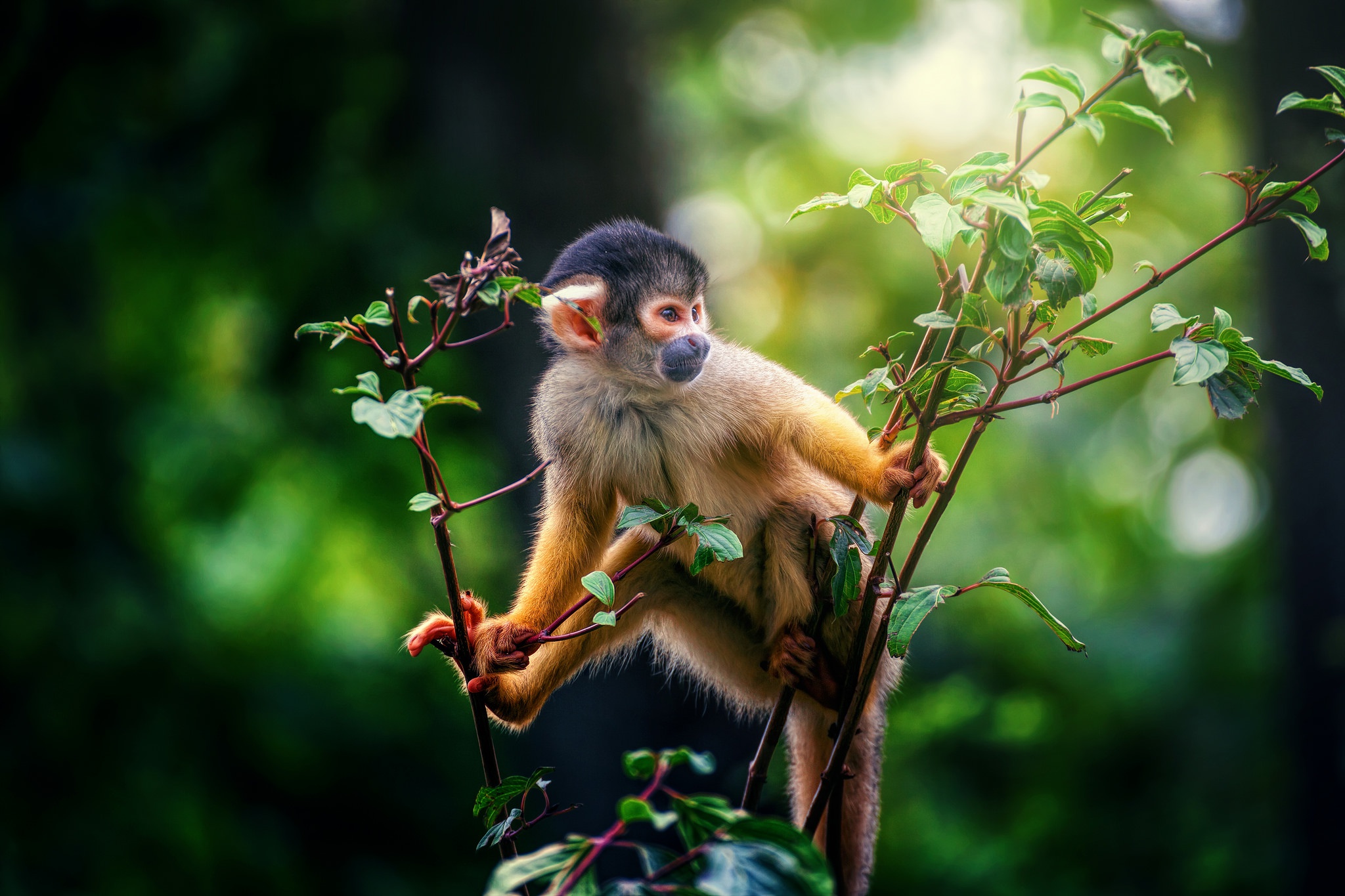Best Squirrel Monkey Desktop Images
