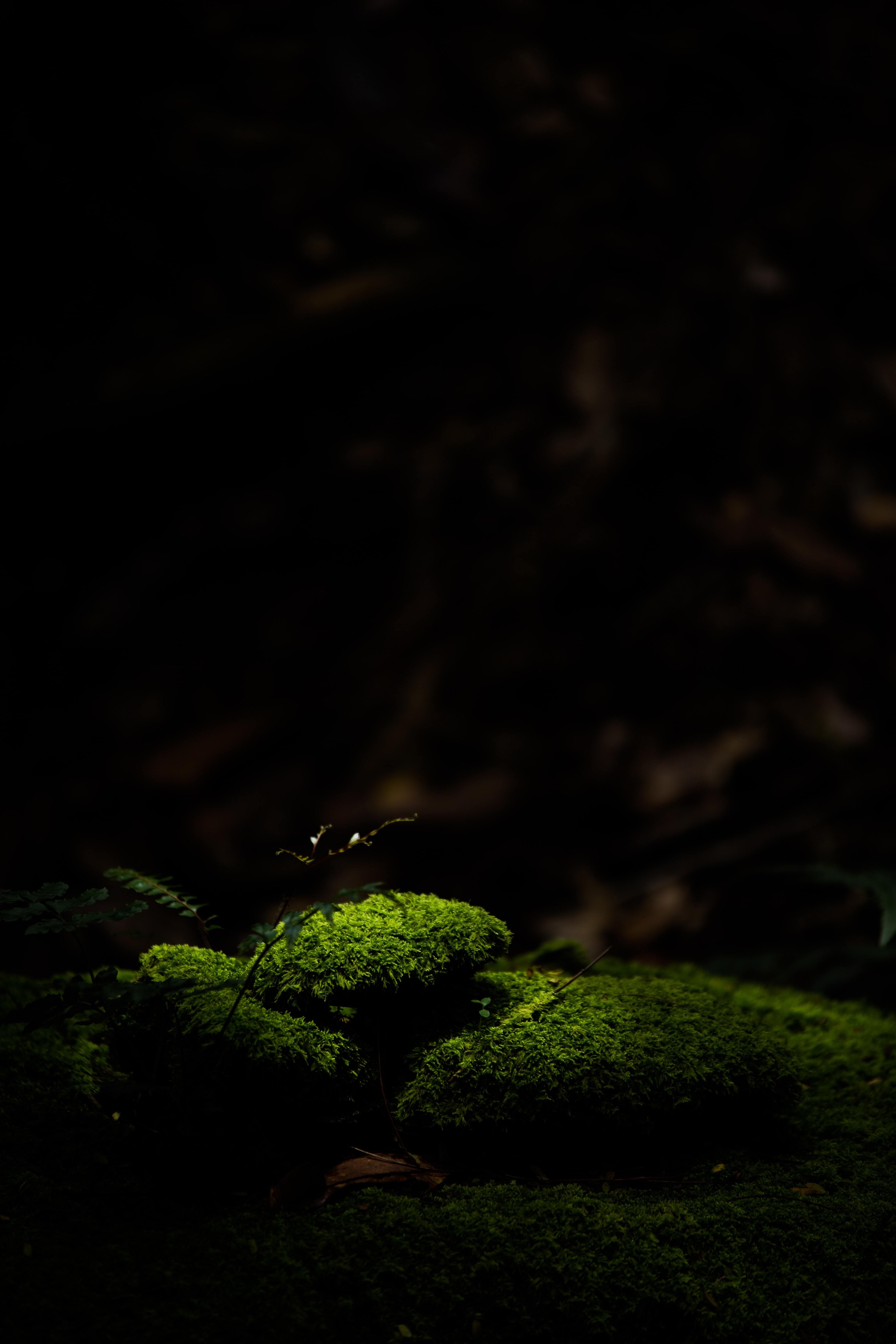 stones, dark, macro, green, moss Smartphone Background
