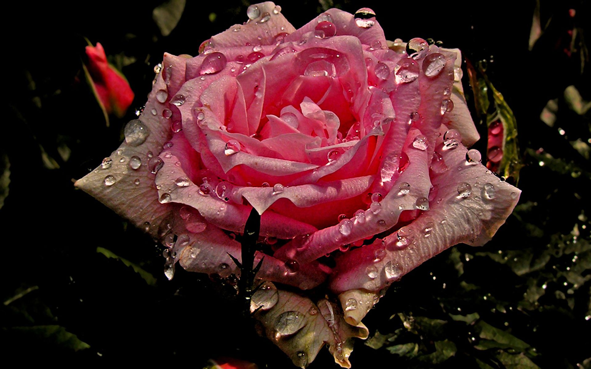1920x1080  1920x1080 Flower Rose Water Drop Earth Pink Rose wallpaper  JPG  Coolwallpapersme