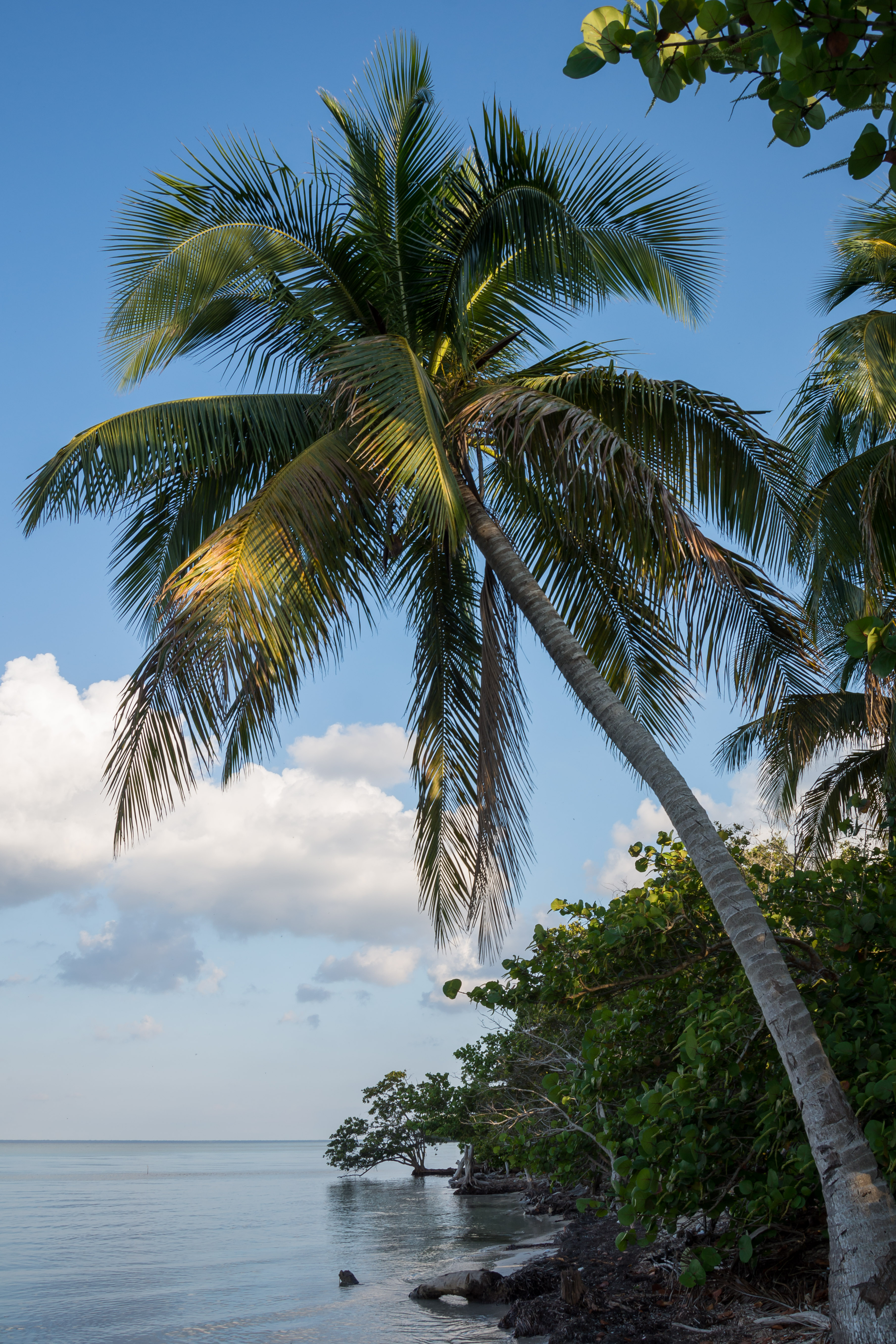 Laden Sie das Natur, Horizont, Bank, Küste, Palm, Palme, Ufer-Bild kostenlos auf Ihren PC-Desktop herunter