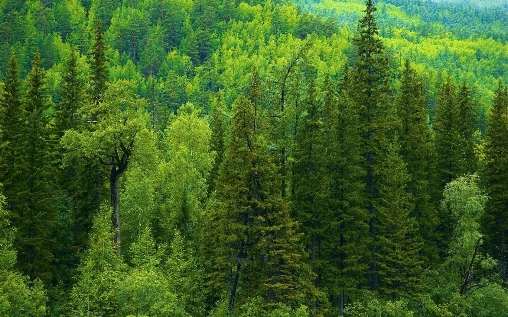 nature, trees, green, conifers, coniferous, forest, siberia