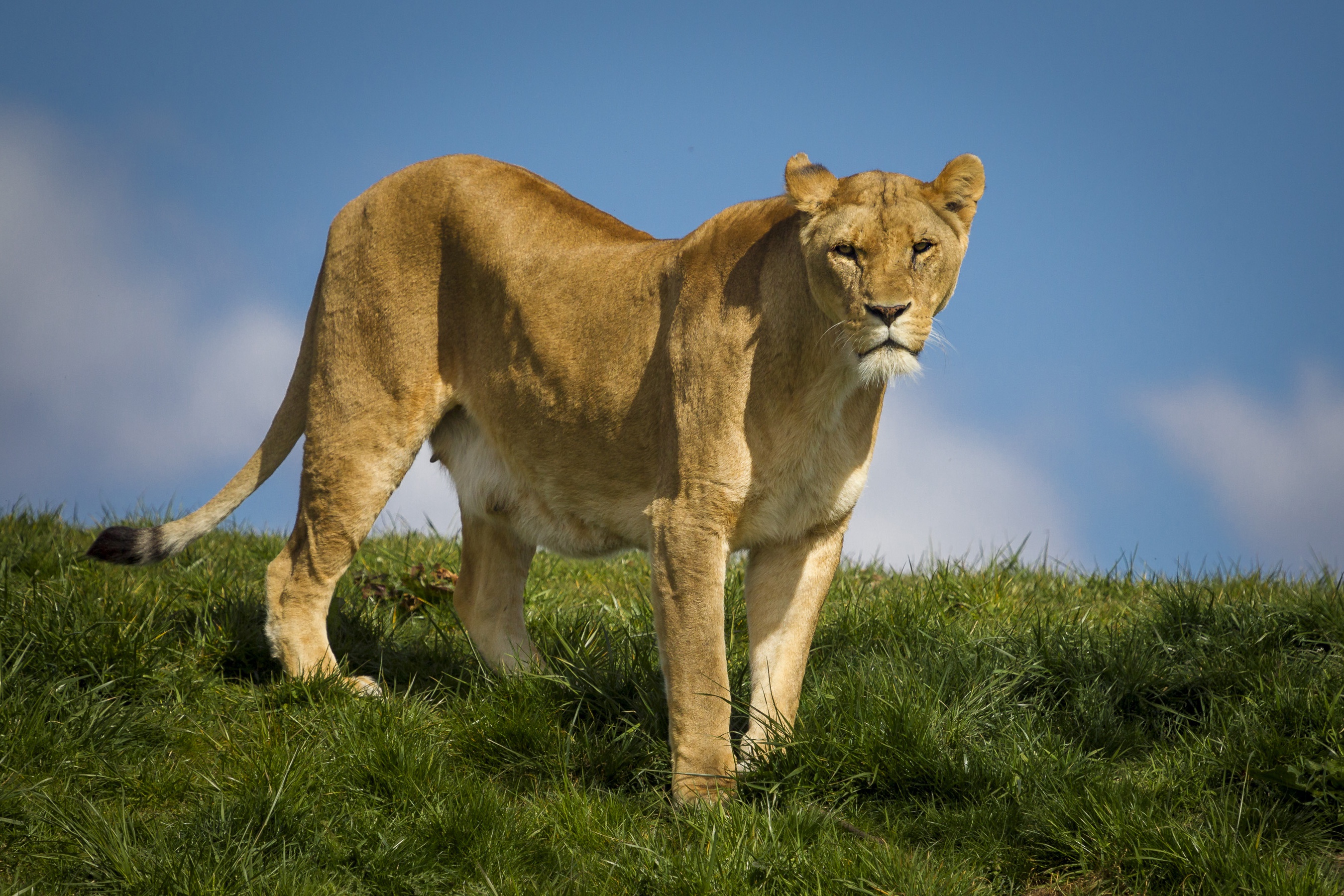 487949 descargar imagen animales, león, leona, gatos: fondos de pantalla y protectores de pantalla gratis