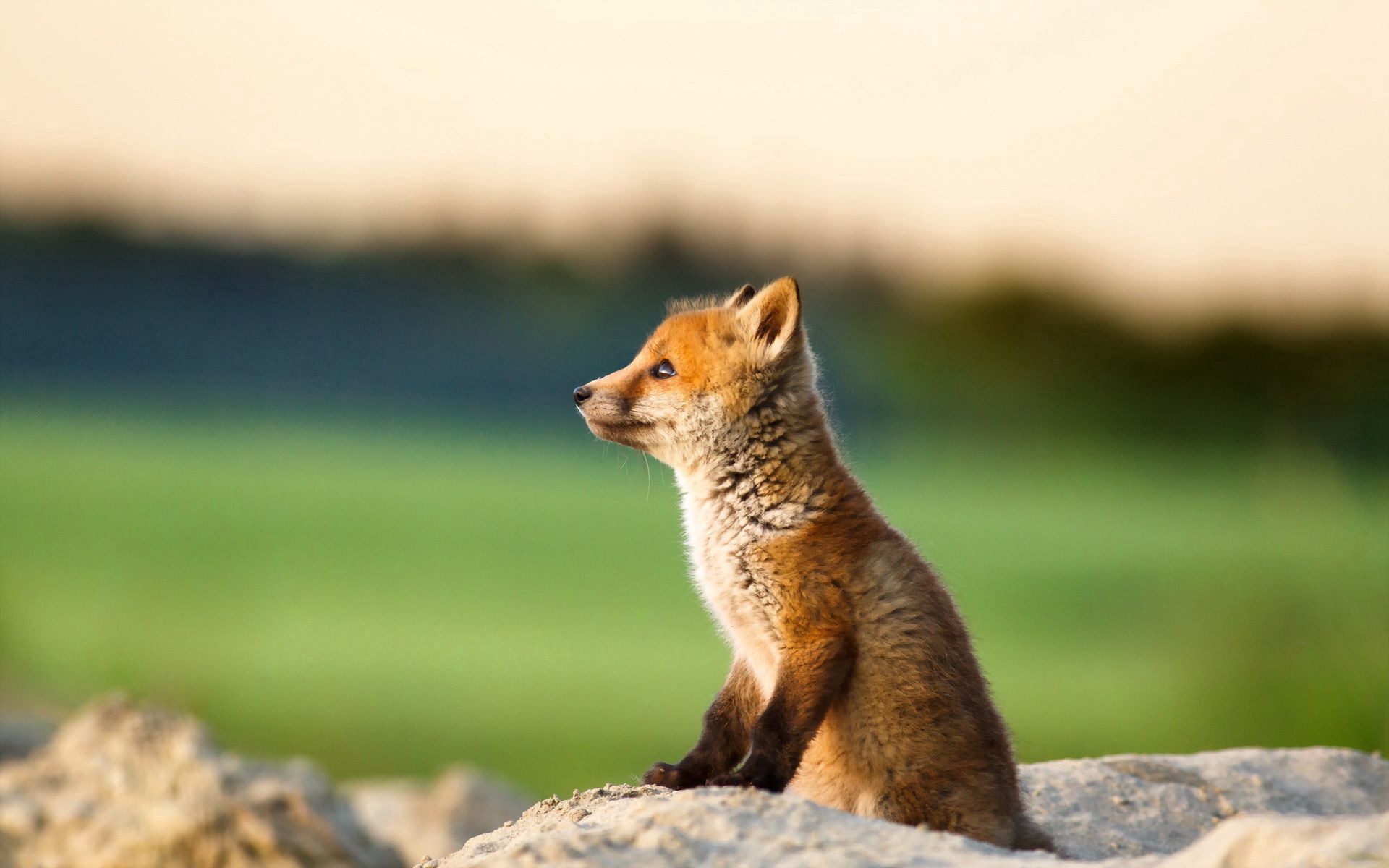 Free download wallpaper Animals, Young, Joey, Animal, Fox on your PC desktop