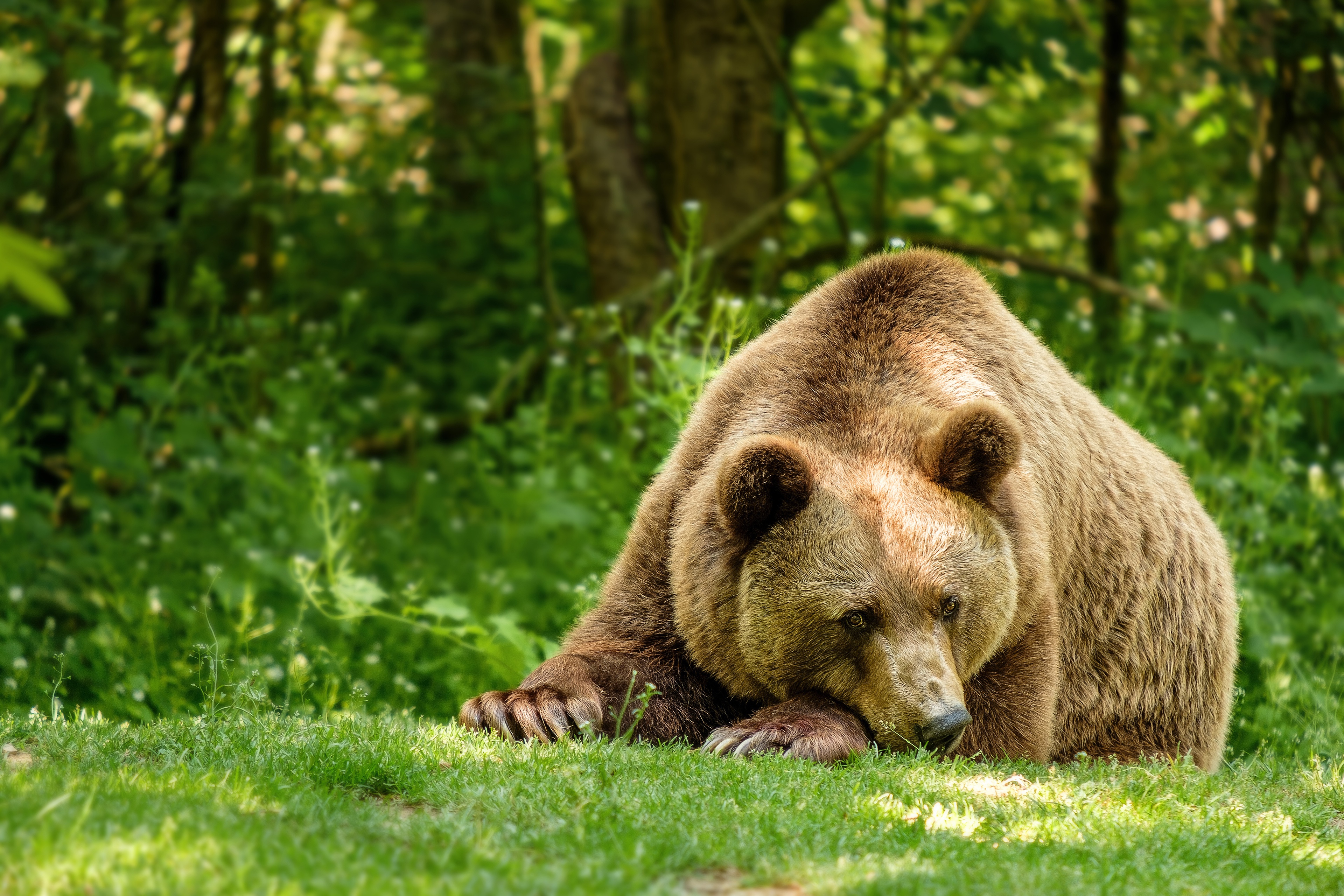 Бурый медведь Амурская область