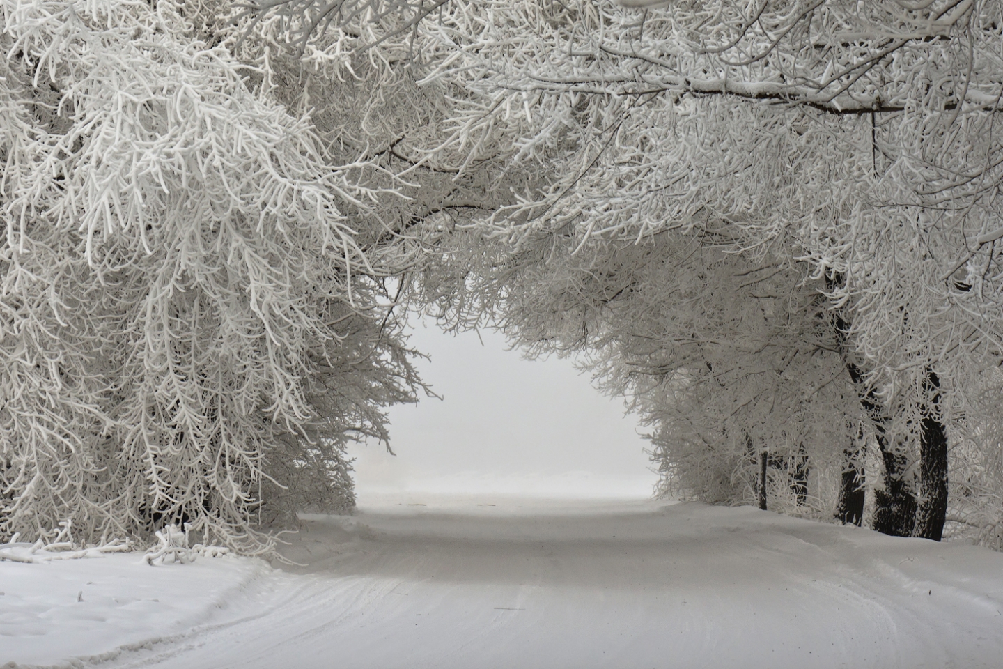 Падал старый снег. Винтер Сноу. Деревья в снегу. Зимний пейзаж. Снежный пейзаж.