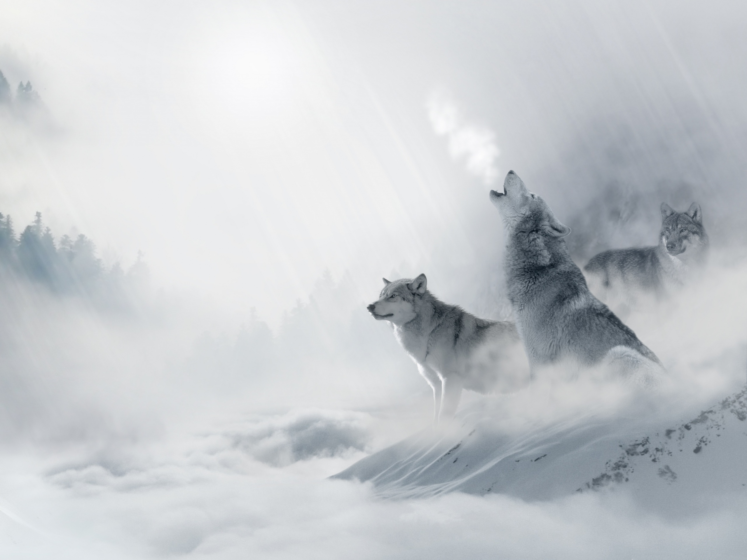 Волк в снежных горах