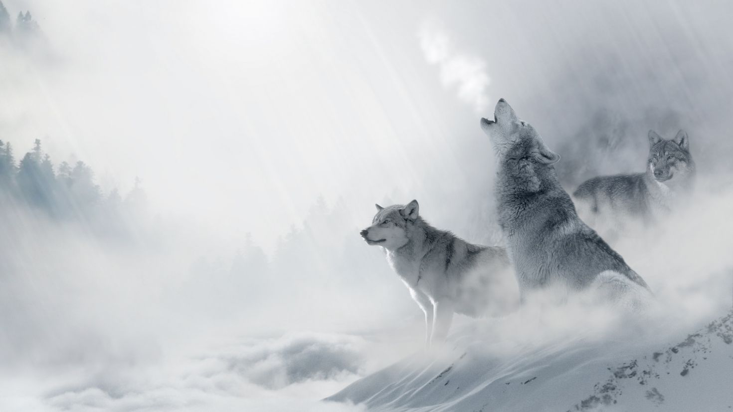 Баннер профиля волк