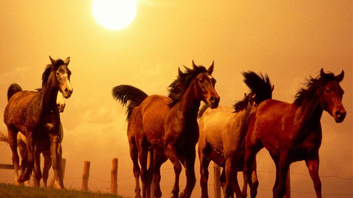 Музыка horses. Лошади. Лошади на закате. Лошадь бежит. Стая лошадей.