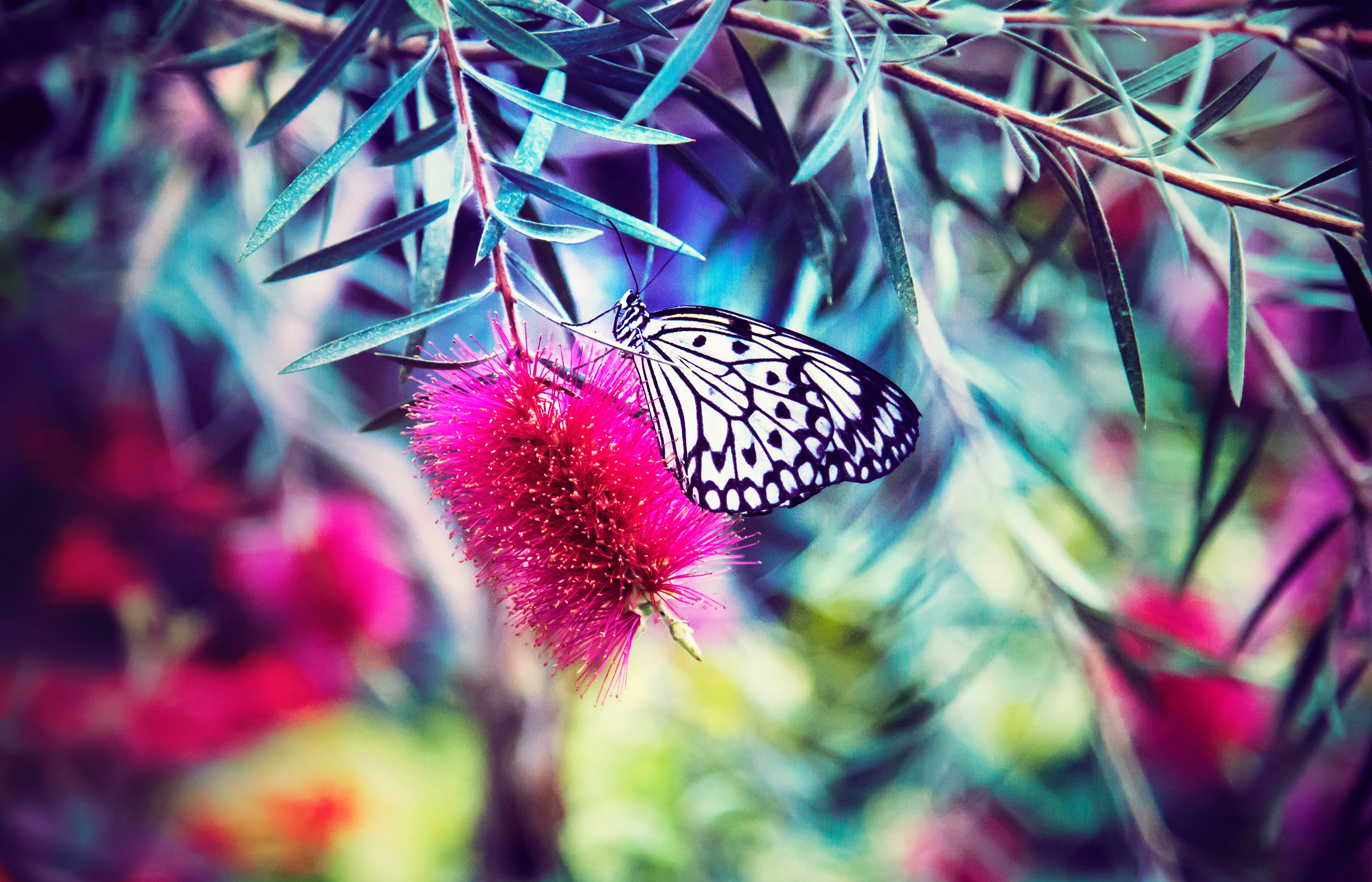 Download mobile wallpaper Butterfly, Smooth, Macro, Flower, Bright, Blur for free.