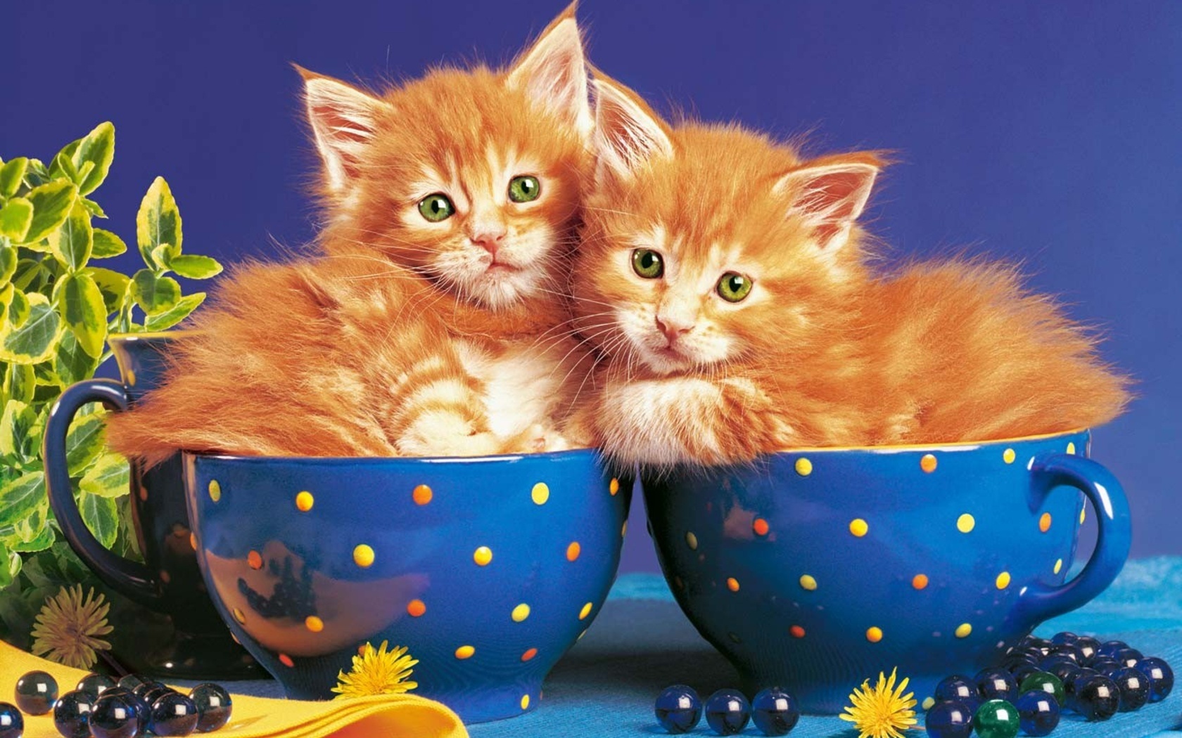 Добрые картинки на телефон. Рыжий котенок в чашке. Добрый вечер с котятами. Доброе утро с рыжим котом. Хорошего вечера котенок.