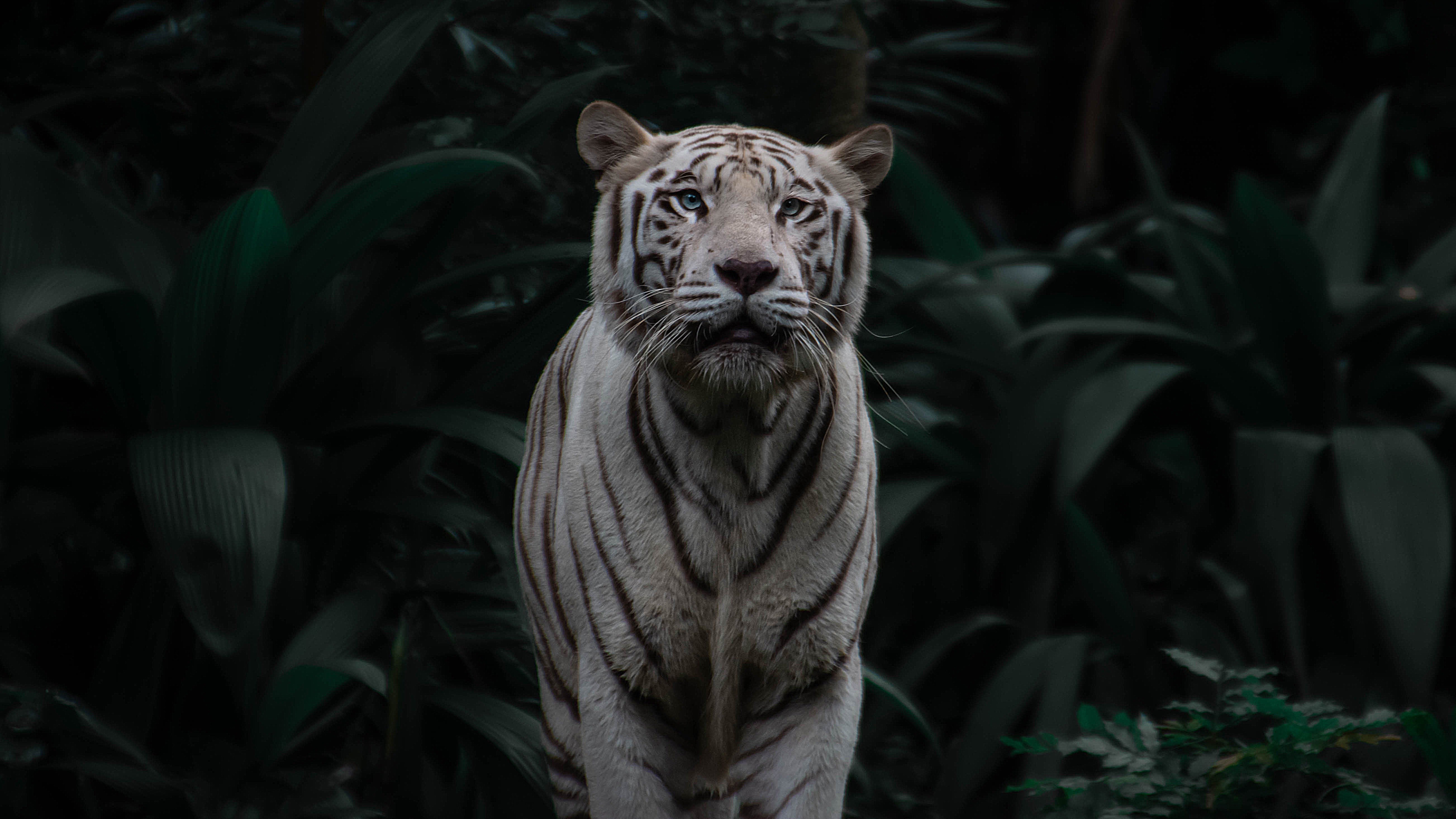 big cat, bengal tiger, tiger, stripes, animals, predator, streaks