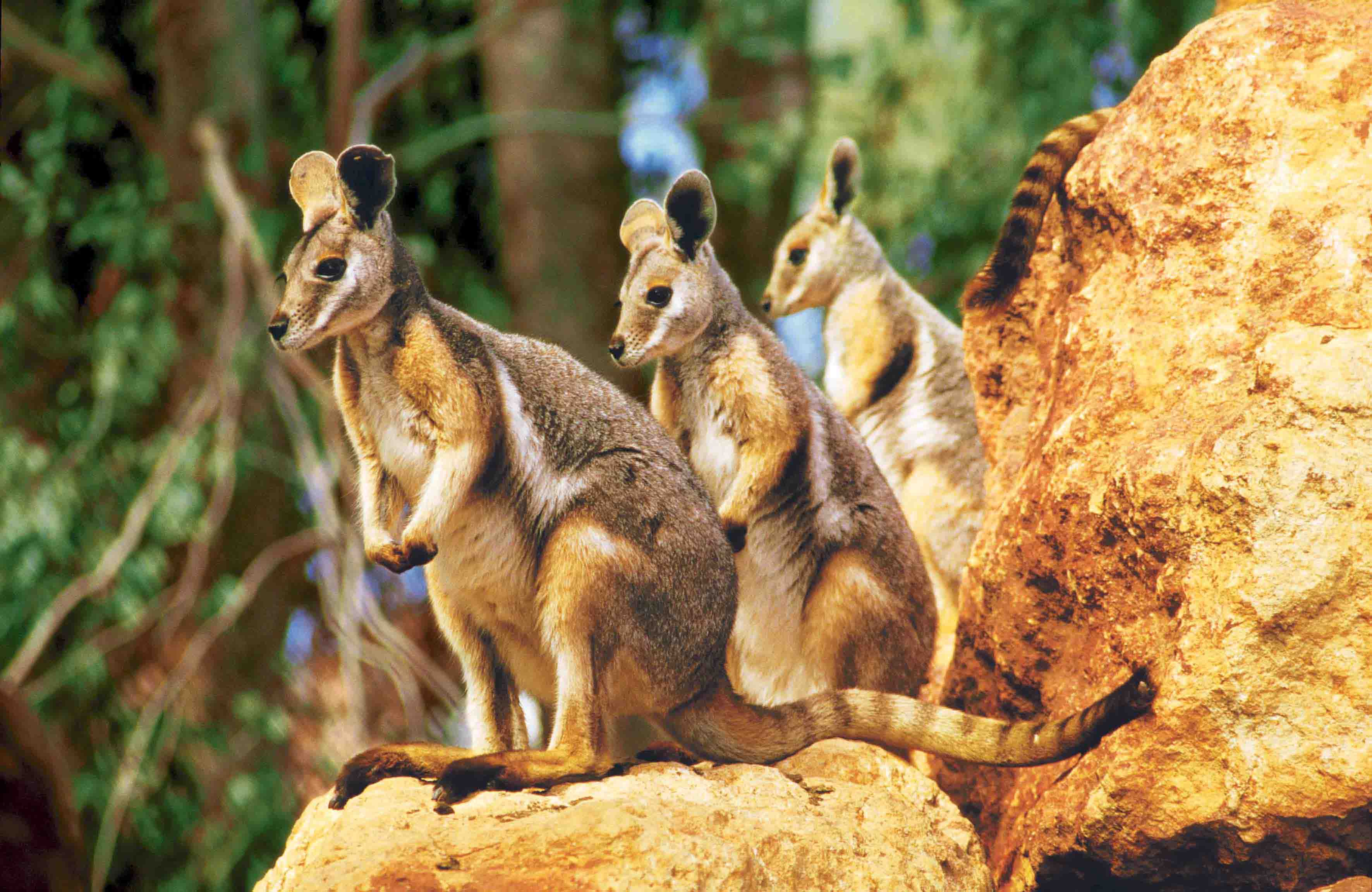 дикие животные австралии