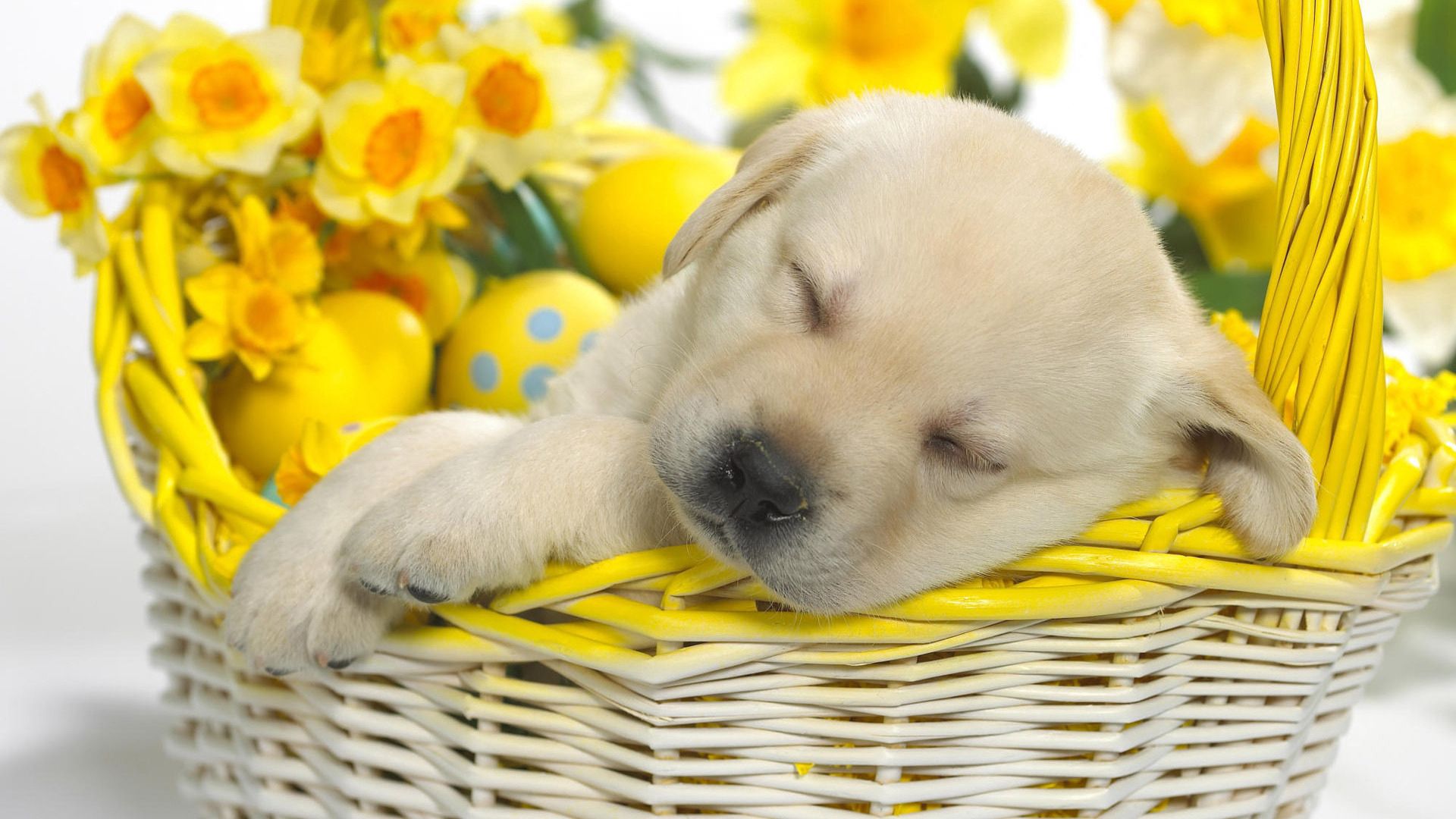 labrador, animals, flowers, eggs, easter, puppy, sleep, dream, basket phone wallpaper