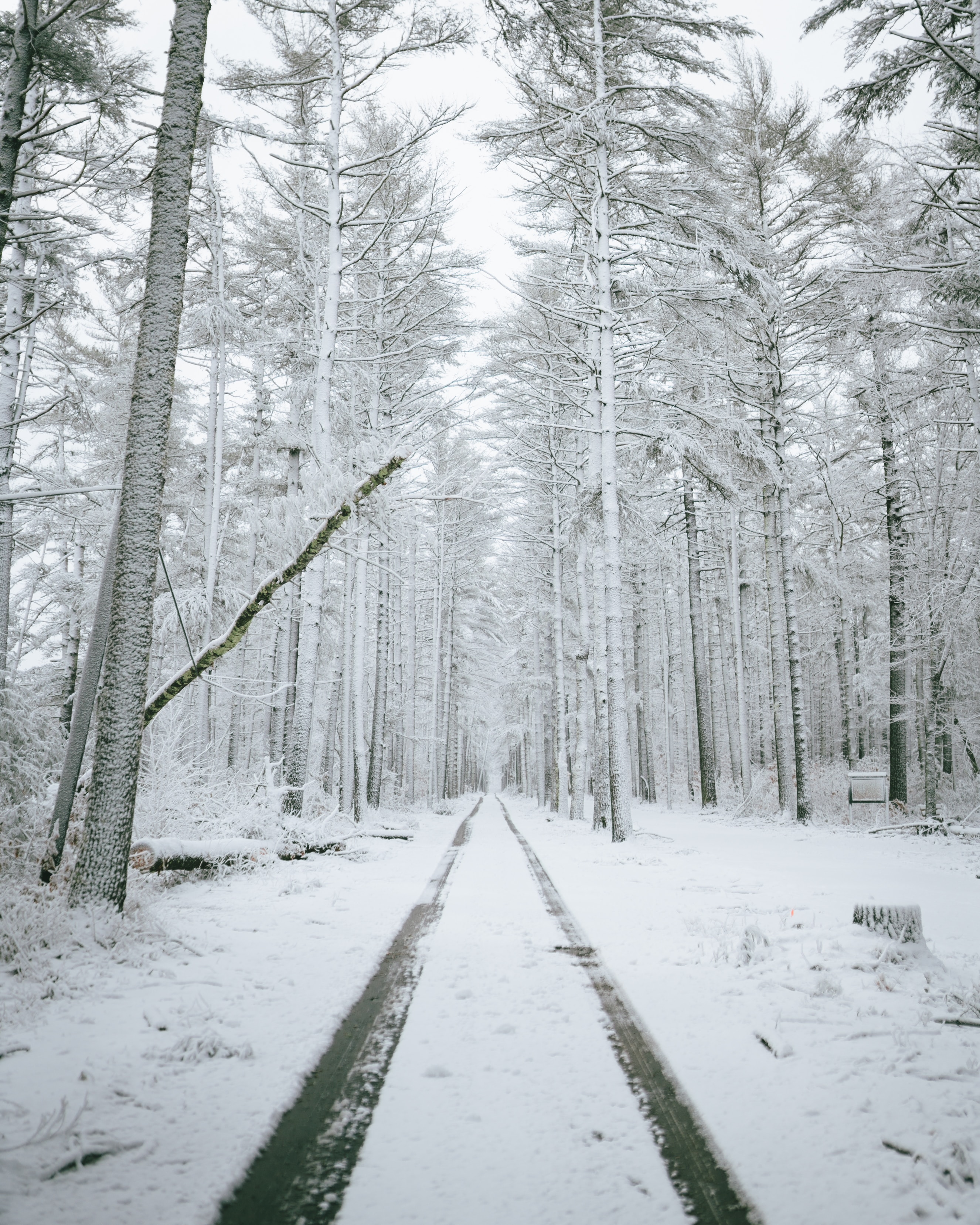 免费下载雪, 冬天, 性质, 路, 森林, 树手机壁纸。