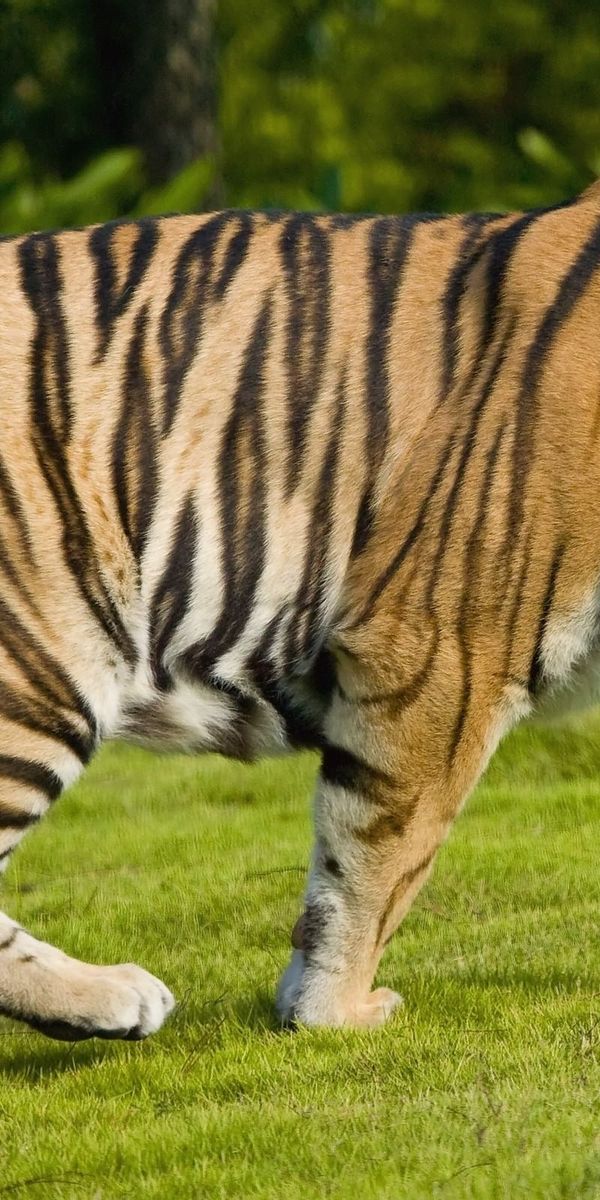 Полосы тигра фото
