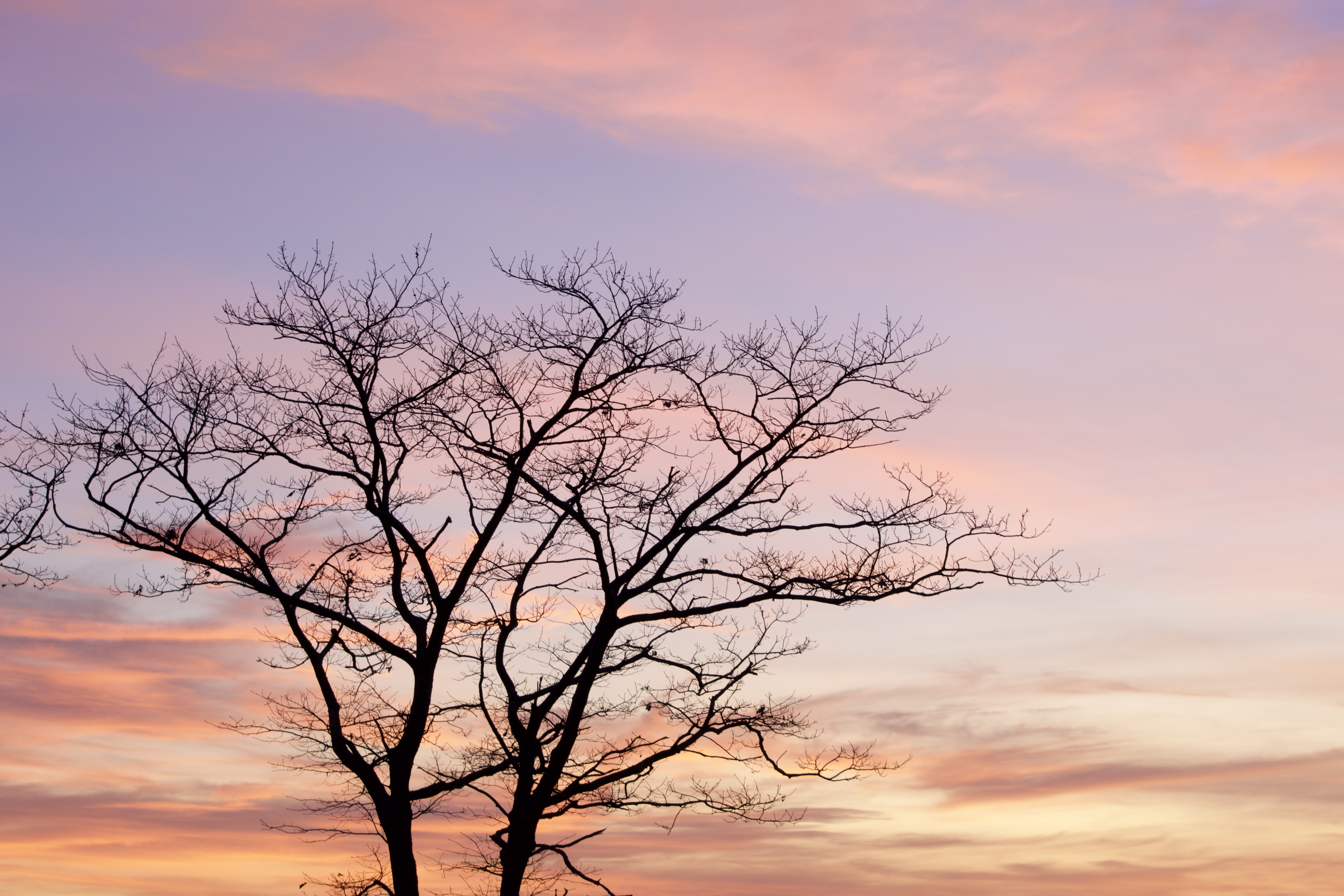 twilight, nature, sky, clouds, wood, tree, dusk Image for desktop