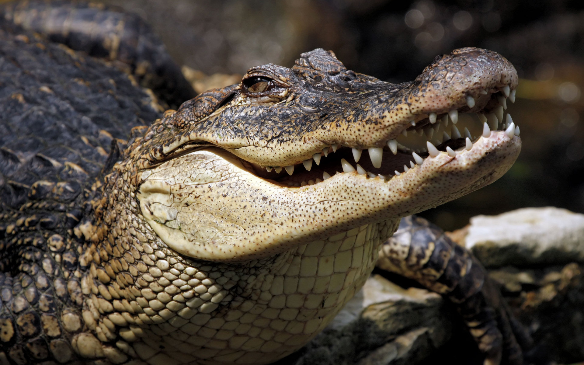 90 Crocodile HD Wallpapers and Backgrounds