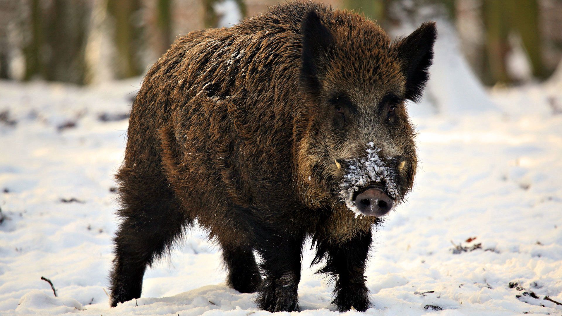 boar, animals, winter, snow, fangs, piglet Phone Background
