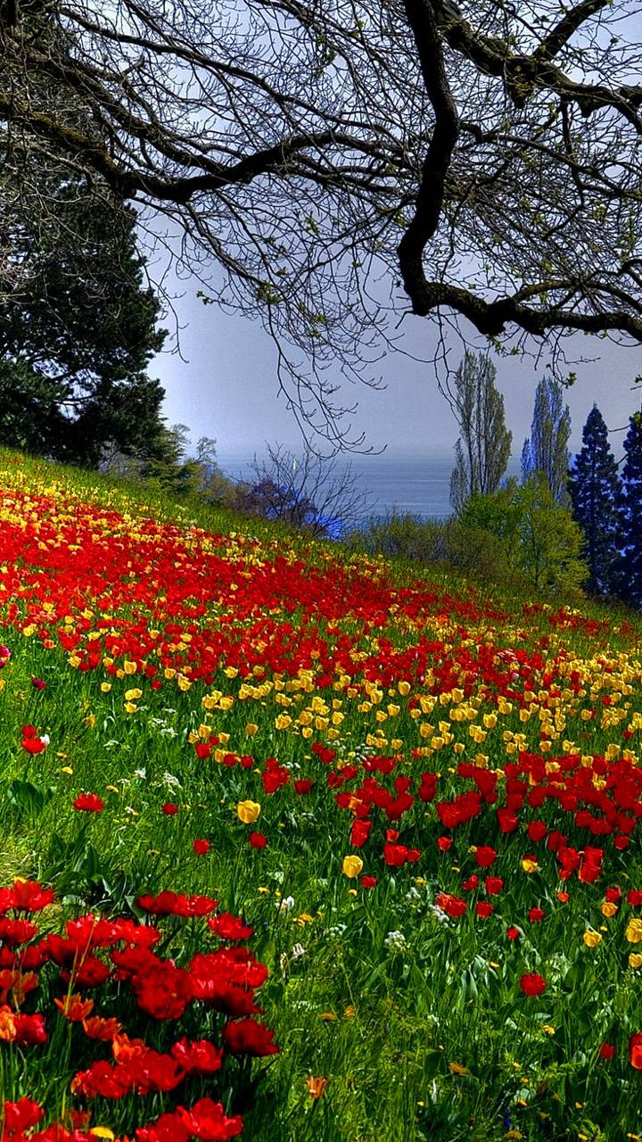 1147347 baixar papel de parede terra/natureza, flor, tulipa, papoula, papoila, primavera, terra, flores - protetores de tela e imagens gratuitamente