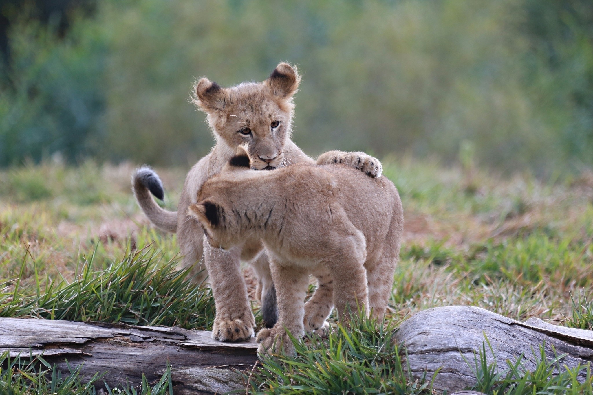 HD wallpaper lion cubs, kittens, animals, predators, young, cubs