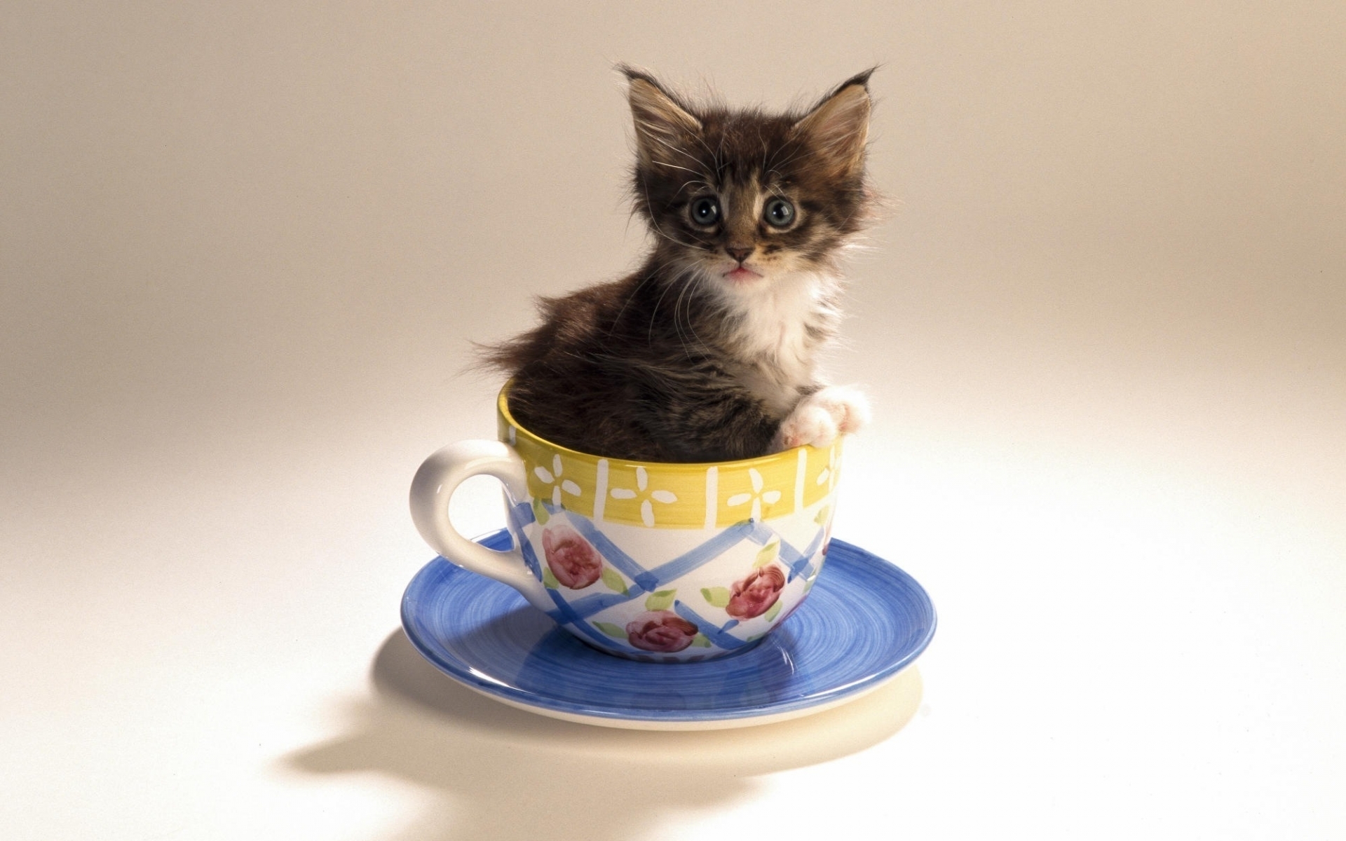 40401 Заставки и Обои Кошки (Коты Котики) на телефон. Скачать  картинки бесплатно