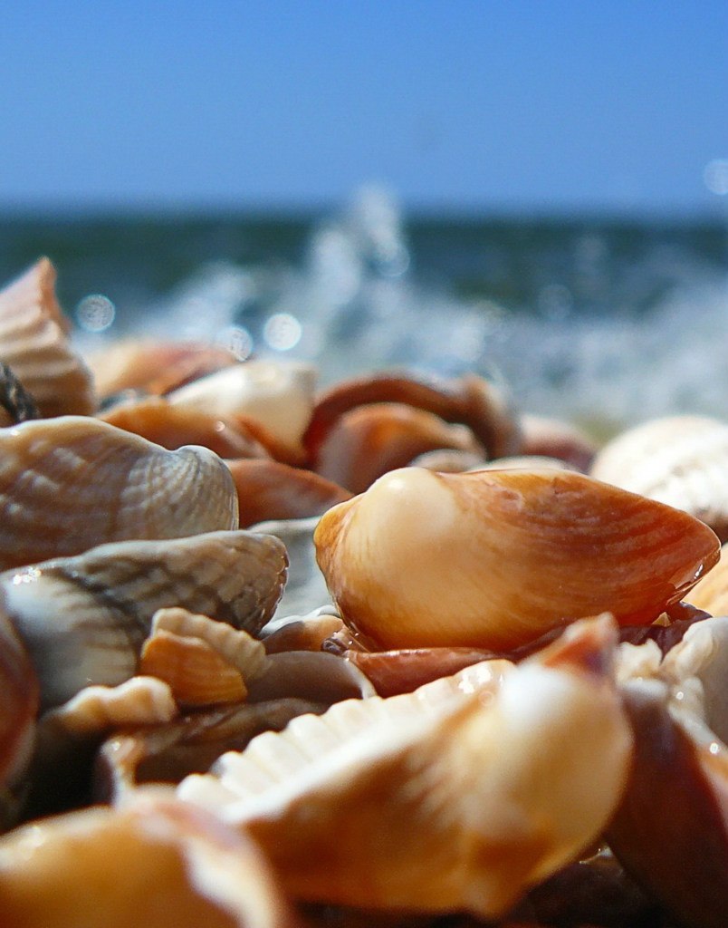 Download mobile wallpaper Sea, Objects, Shells for free.