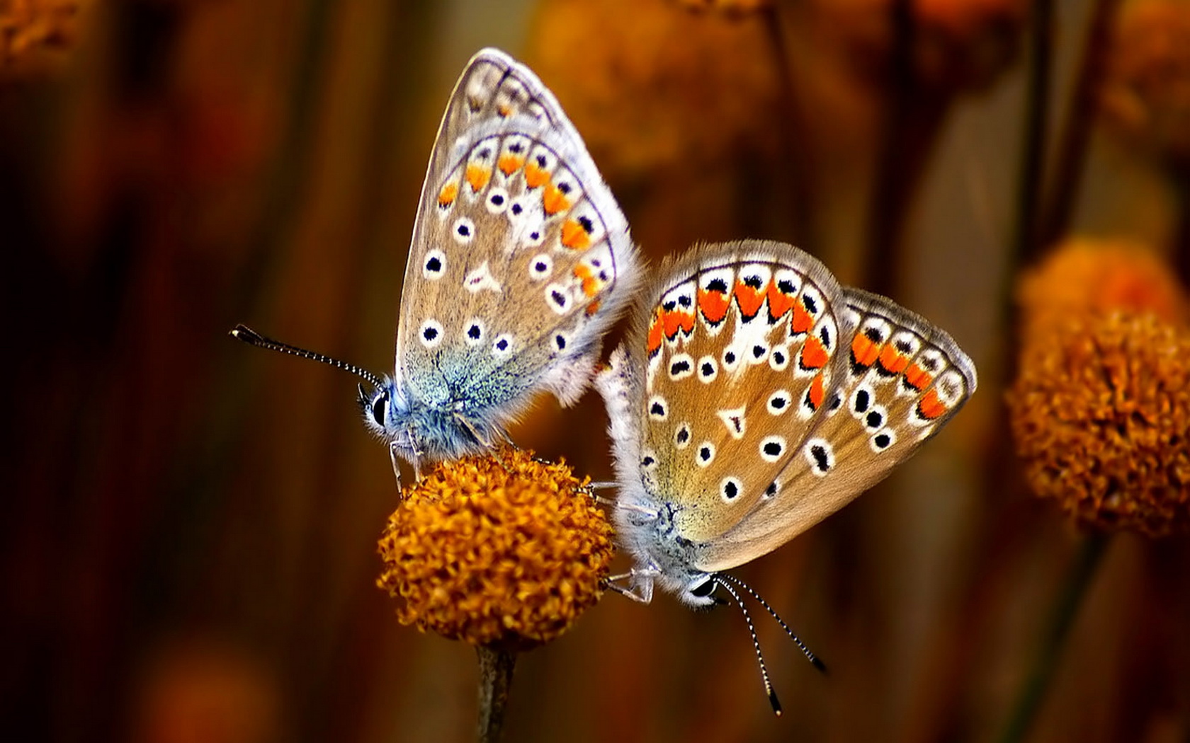 584215 Bildschirmschoner und Hintergrundbilder Schmetterlinge auf Ihrem Telefon. Laden Sie  Bilder kostenlos herunter