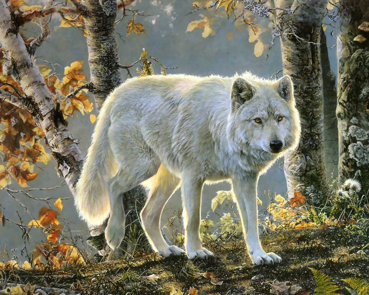 Белый волк в лесу