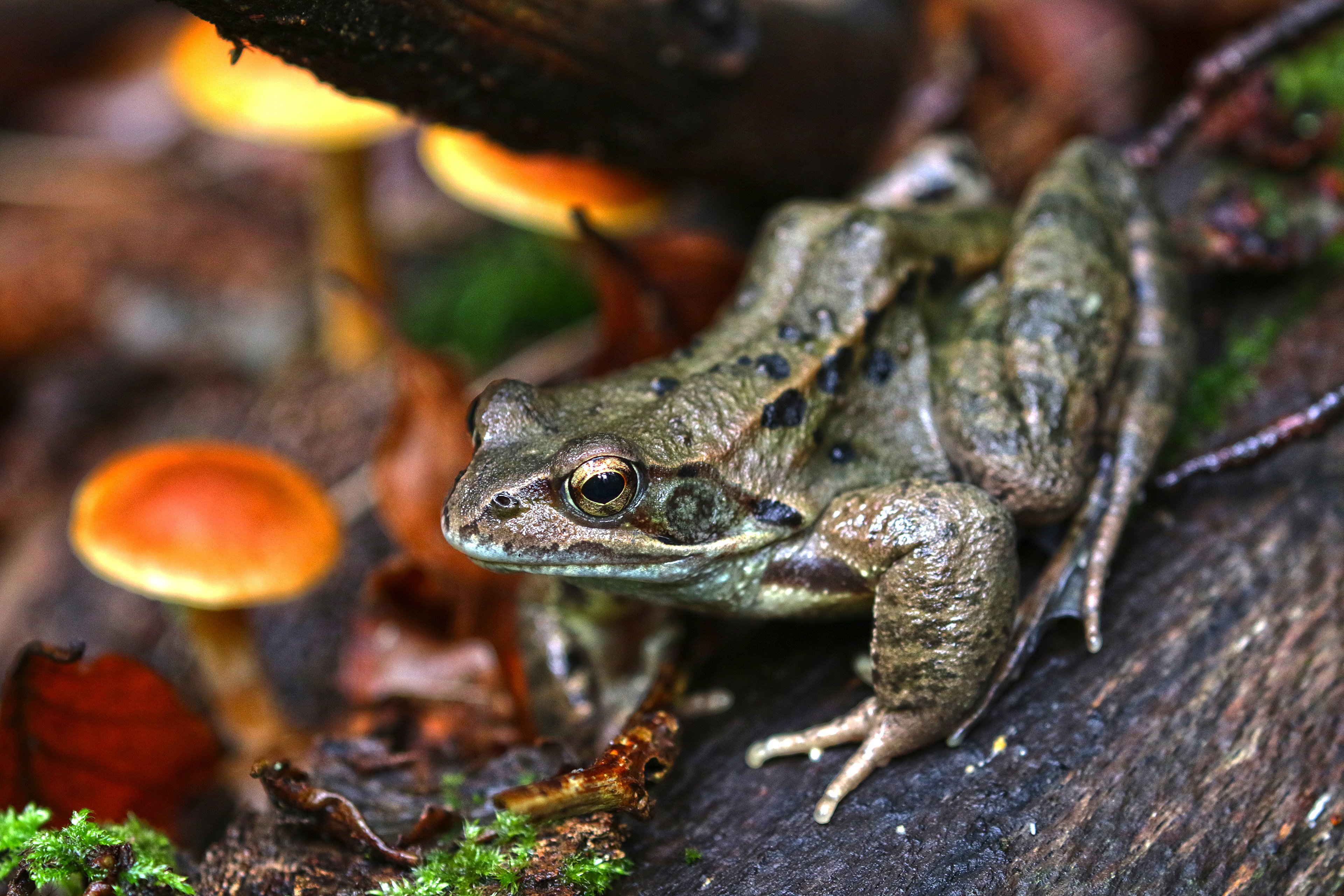 Wallpaper drops rain mushroom moss frog boletus hat bump toad  images for desktop section животные  download