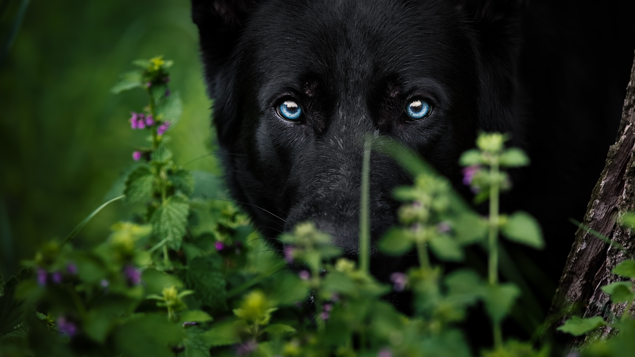 Чёрная немецкая овчарка с голубыми глазами