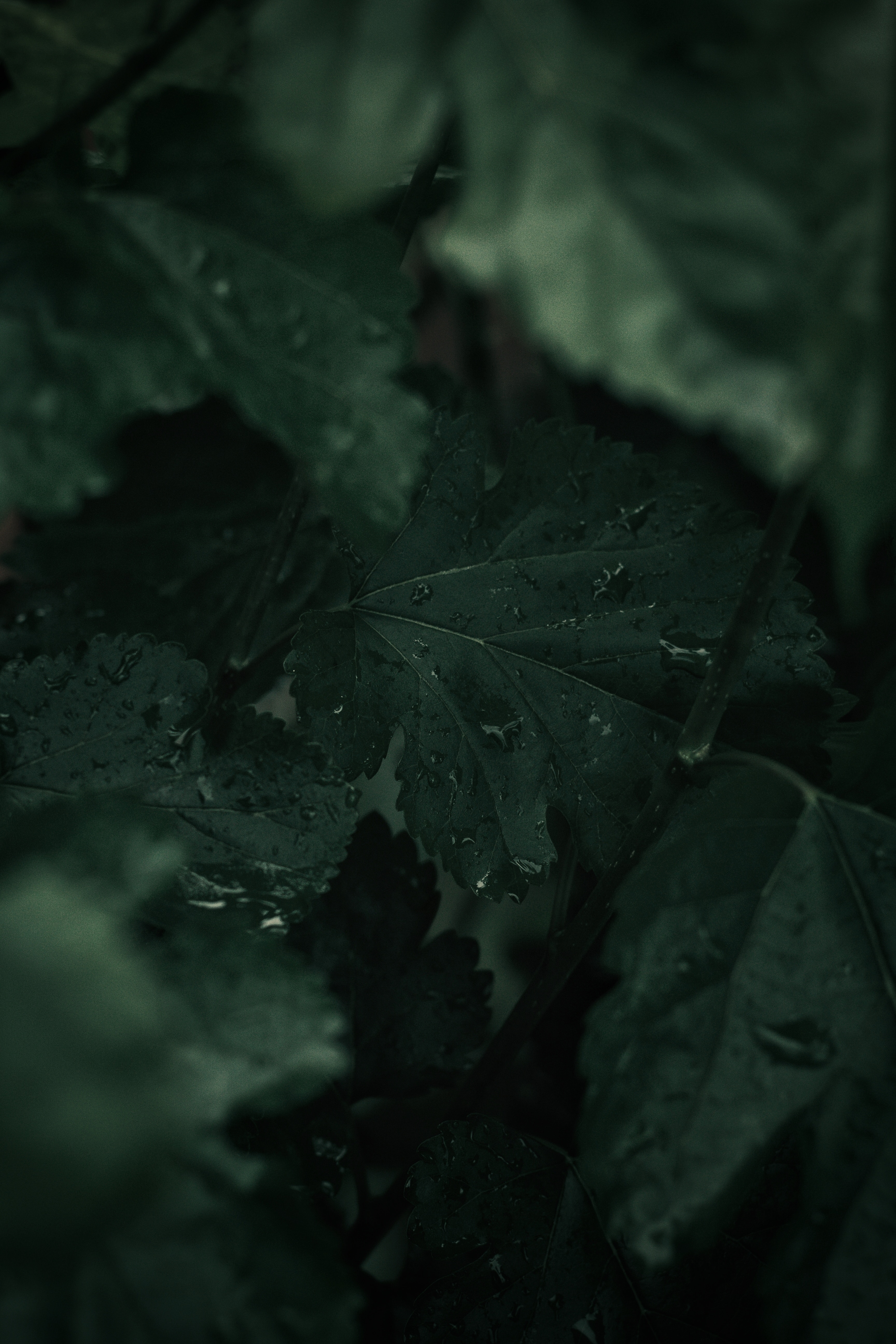 plant, leaves, drops, macro, wet phone wallpaper