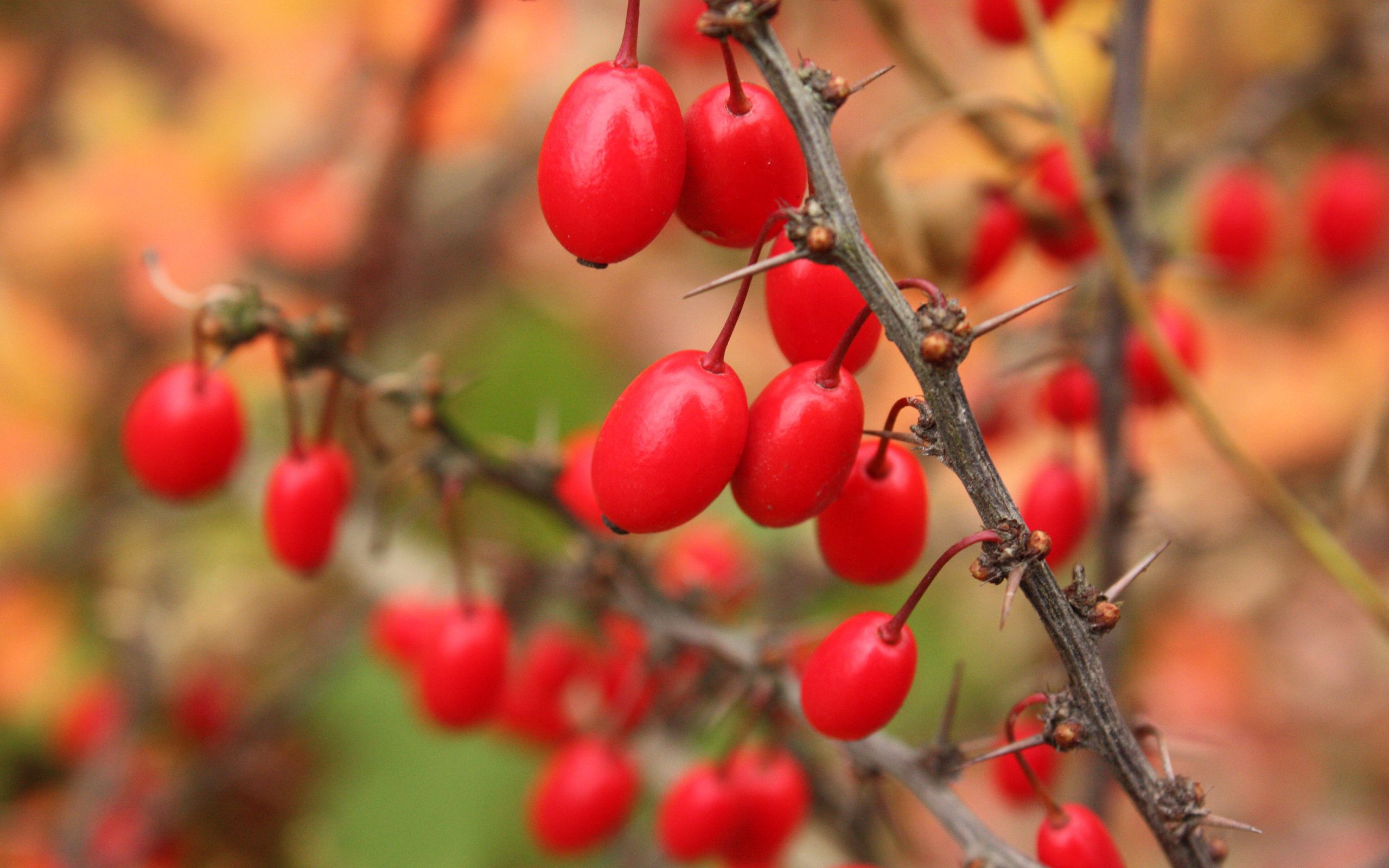 Download mobile wallpaper Macro, Barberry, Tree, Branch, Berries, Wood for free.