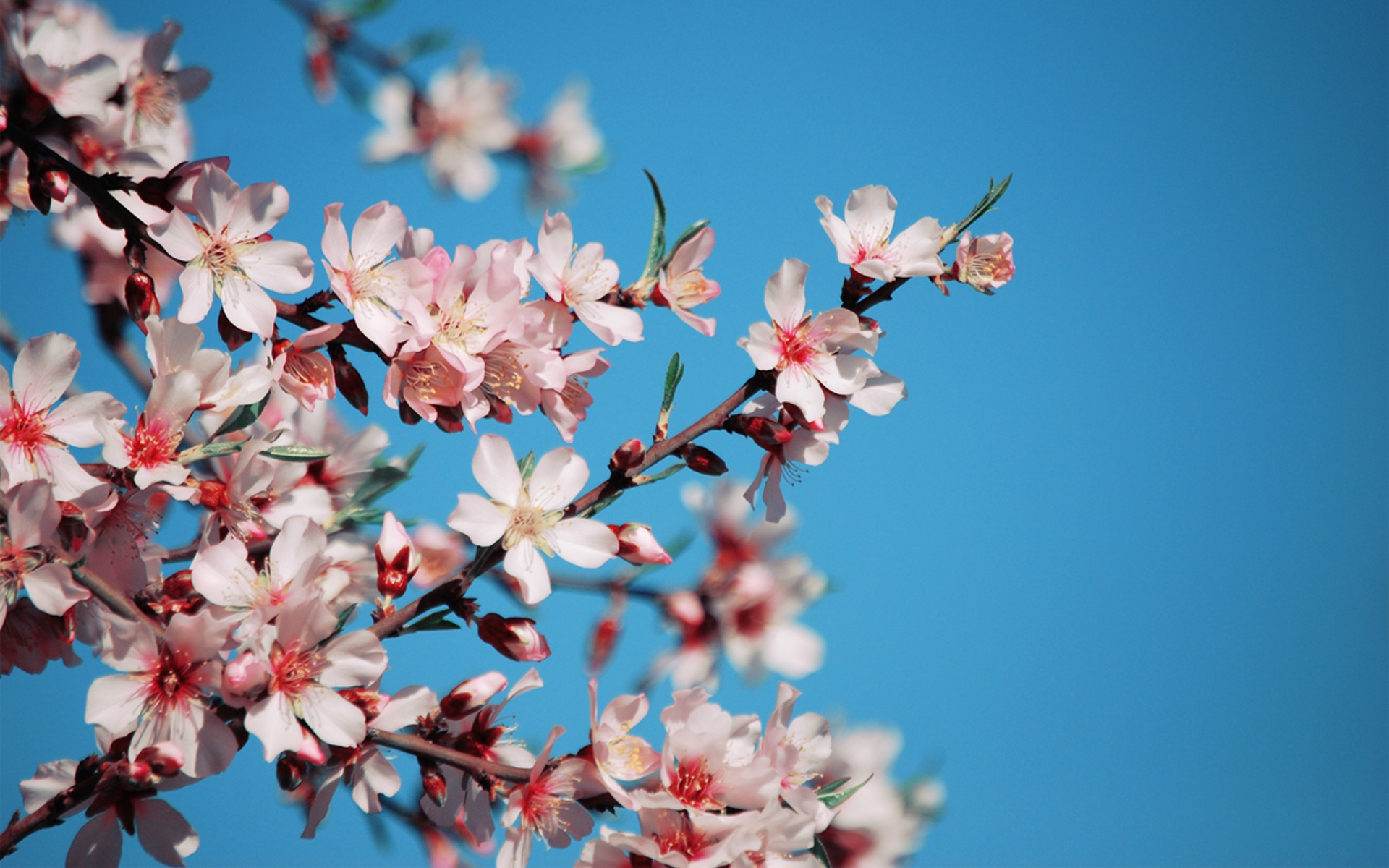 無料モバイル壁紙植物, フラワーズ, 木, 桜をダウンロードします。
