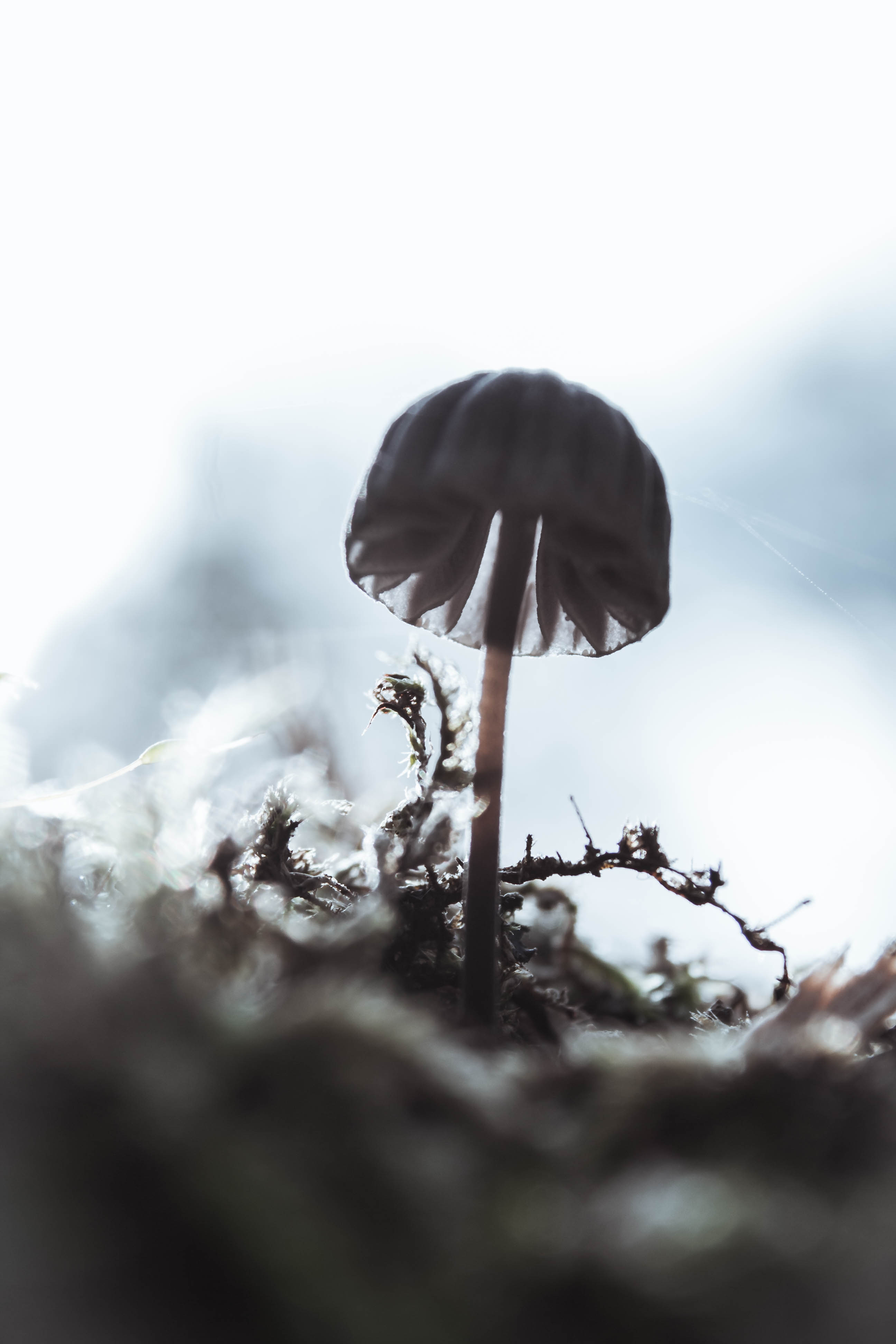 mushroom, blur, macro, smooth, close up 4K Ultra