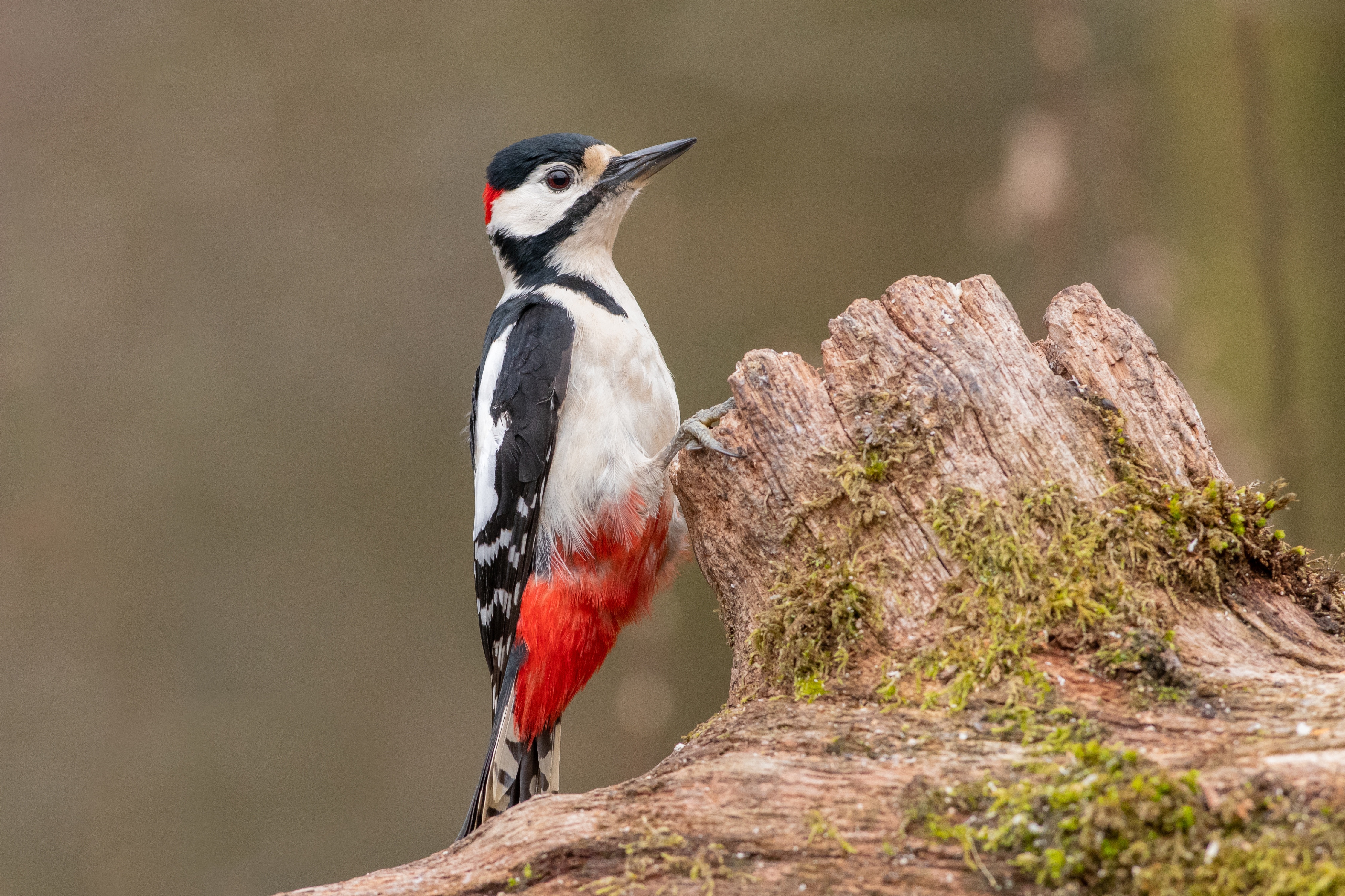 animal, woodpecker, bird, birds 4K