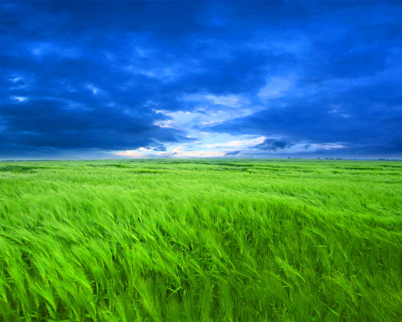 Природа физических полей. Зеленое поле. Фон поле. Поля. Трава и небо.
