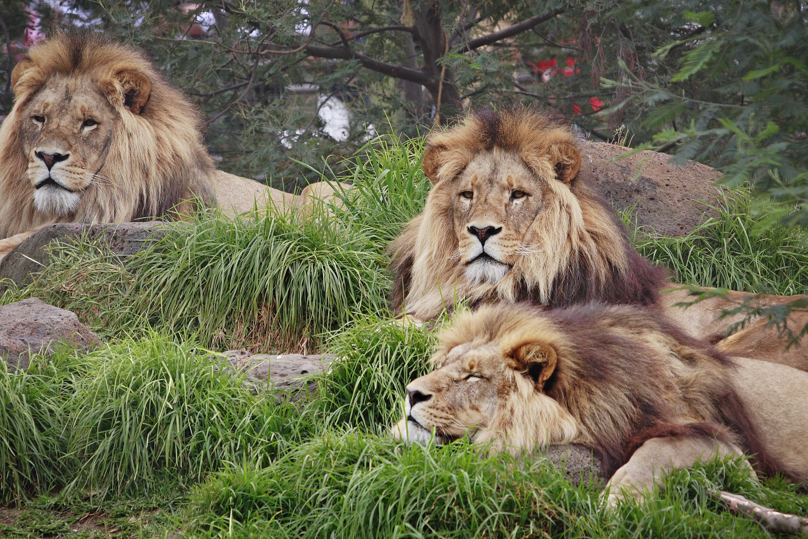 377026 скачать обои лев, животные, дикий кот, кошки - заставки и картинки бесплатно