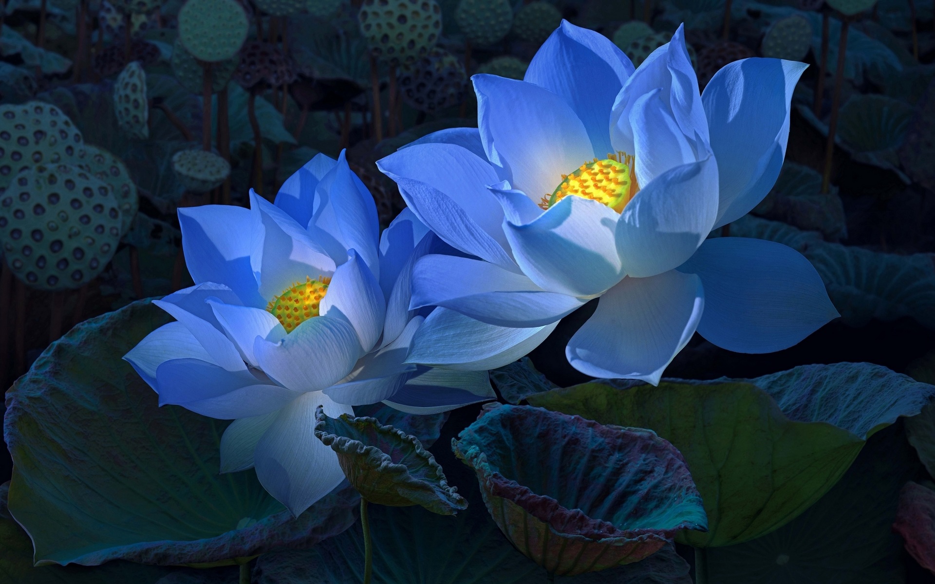 lotus, blue flower, earth, flower, flowers Aesthetic wallpaper