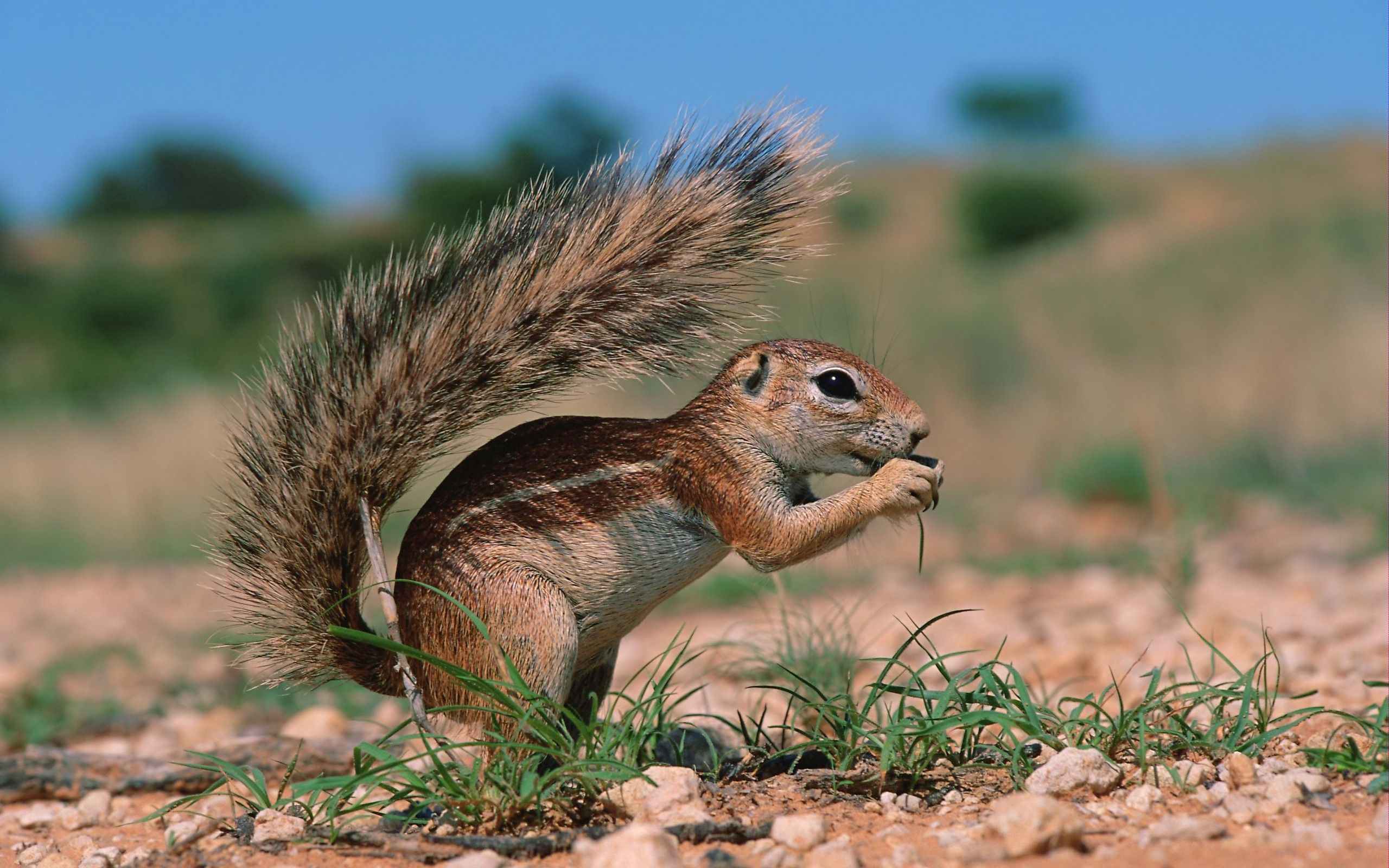 Free download wallpaper Animals, Squirrel, Grass, Sit, Clay on your PC desktop