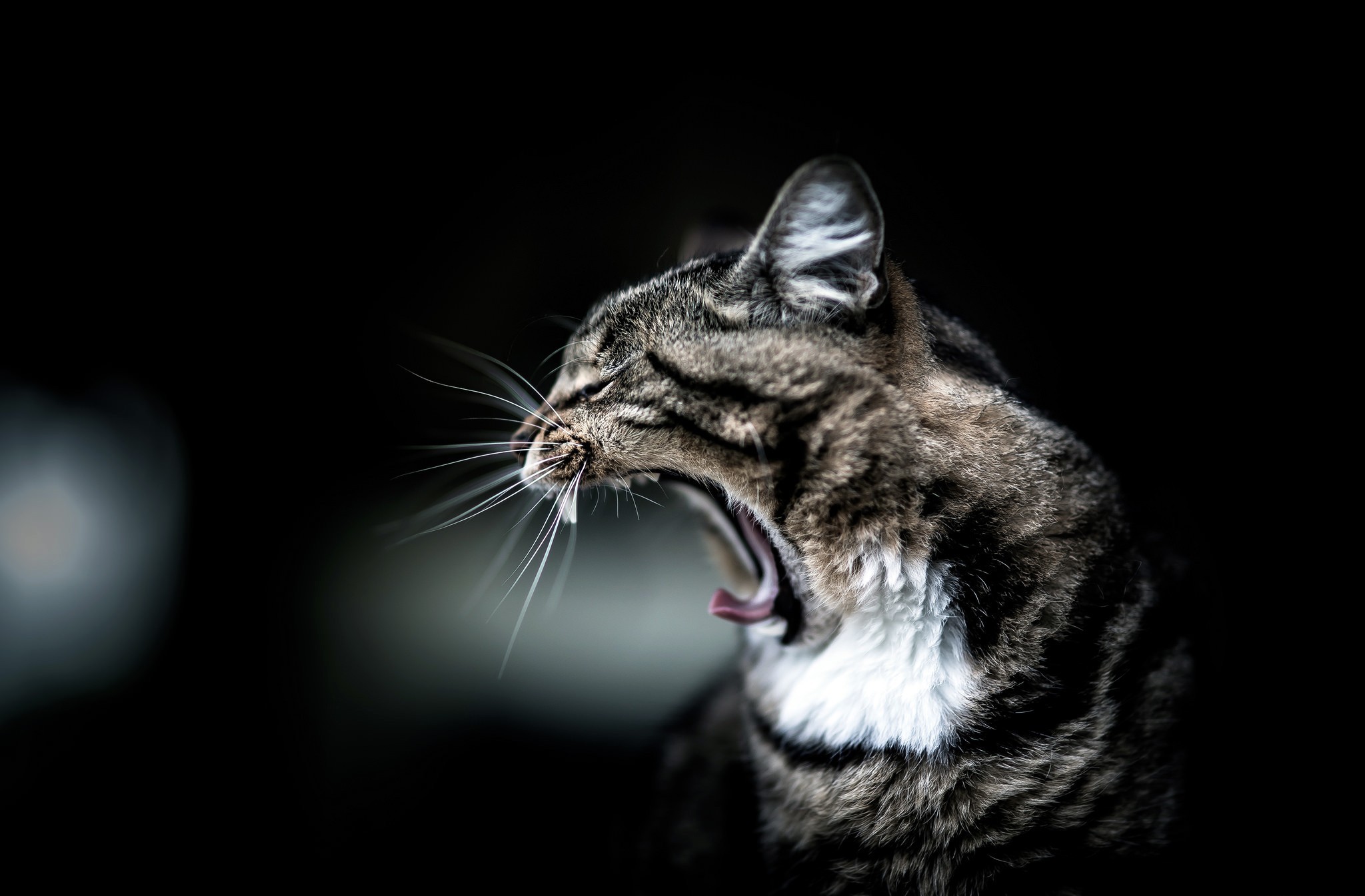 animal, cat, funny, whiskers, yawn, cats 5K