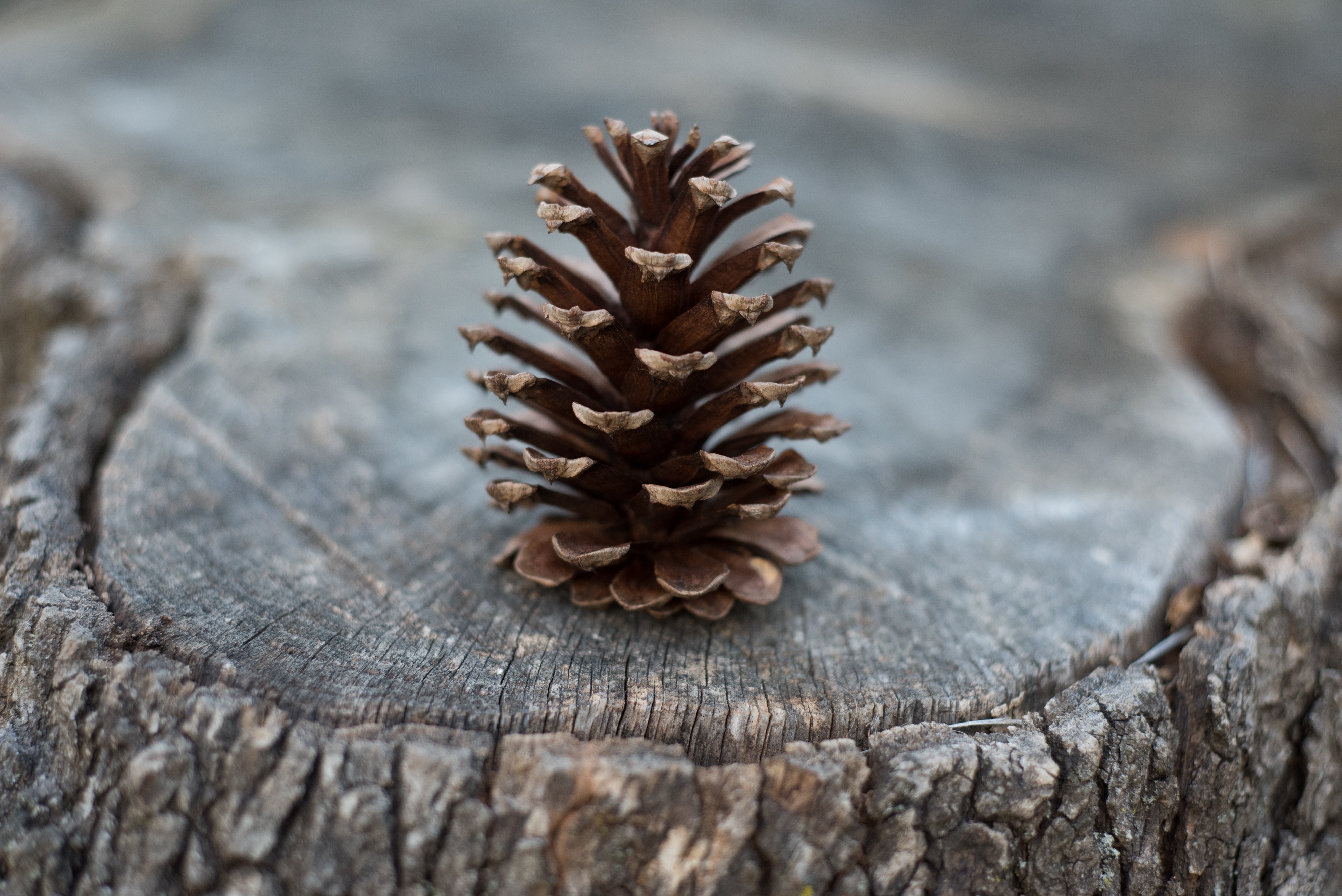 earth, pine cone, stump