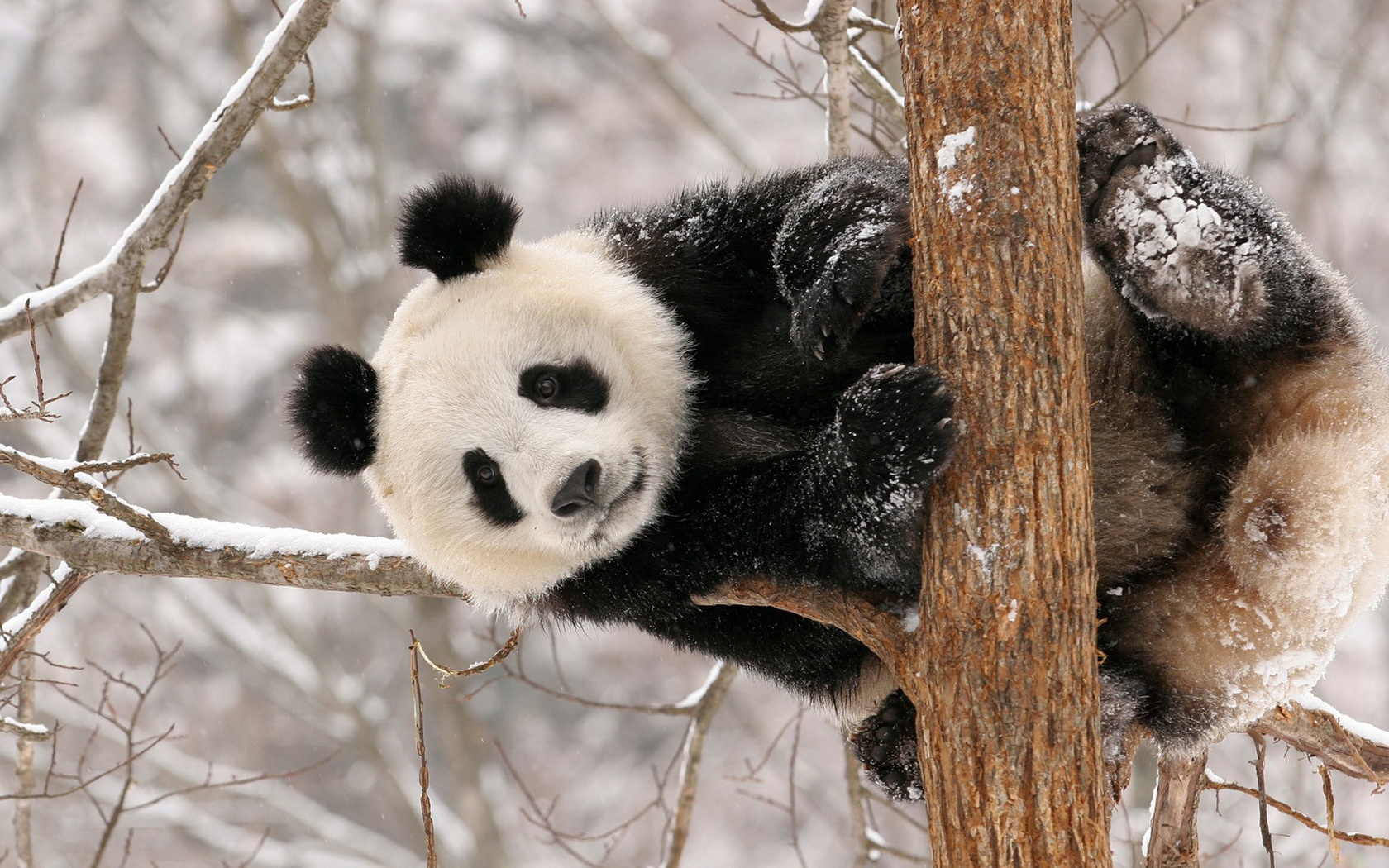 Приветик от панды