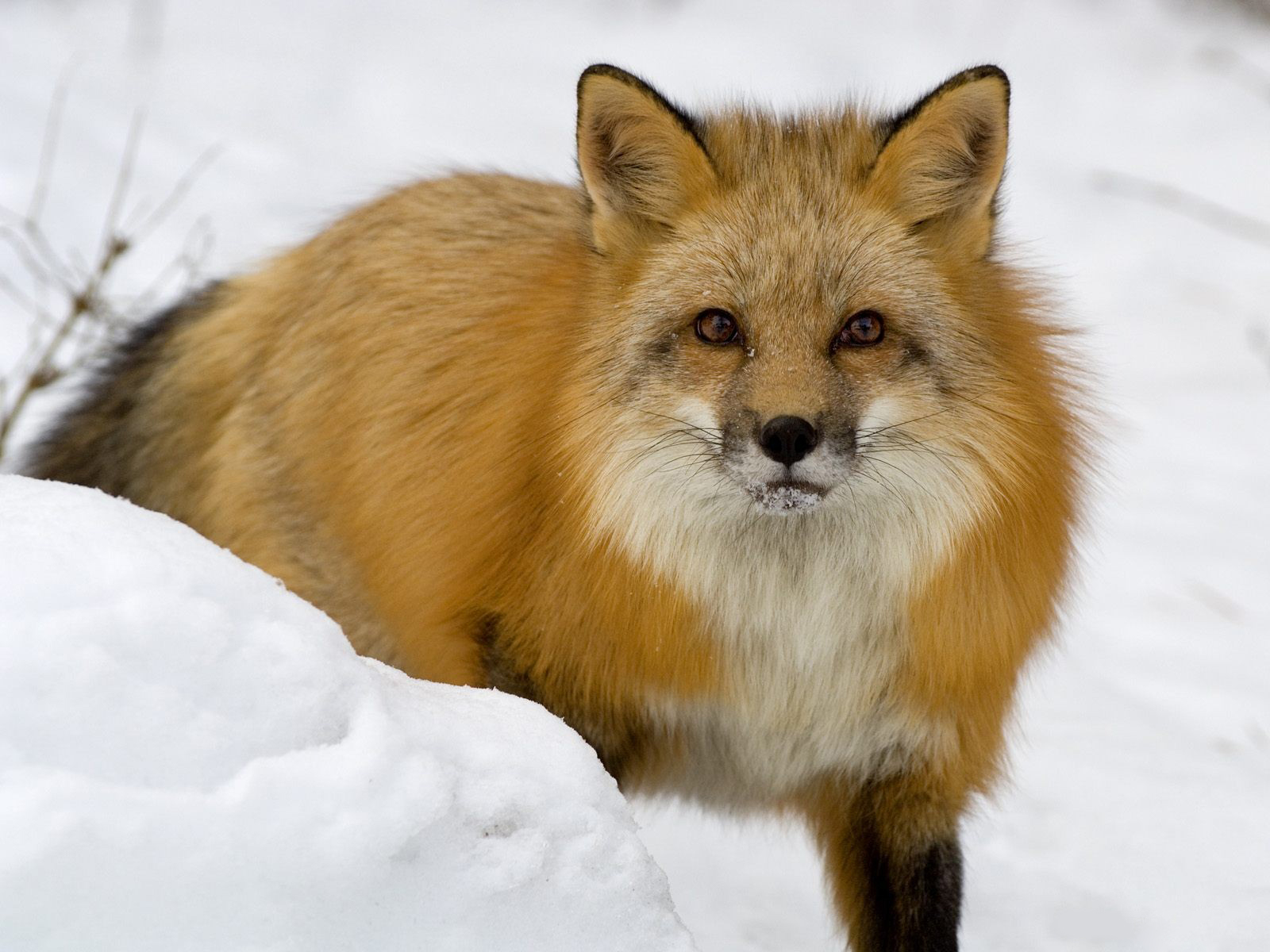 animal, fox 4K for PC