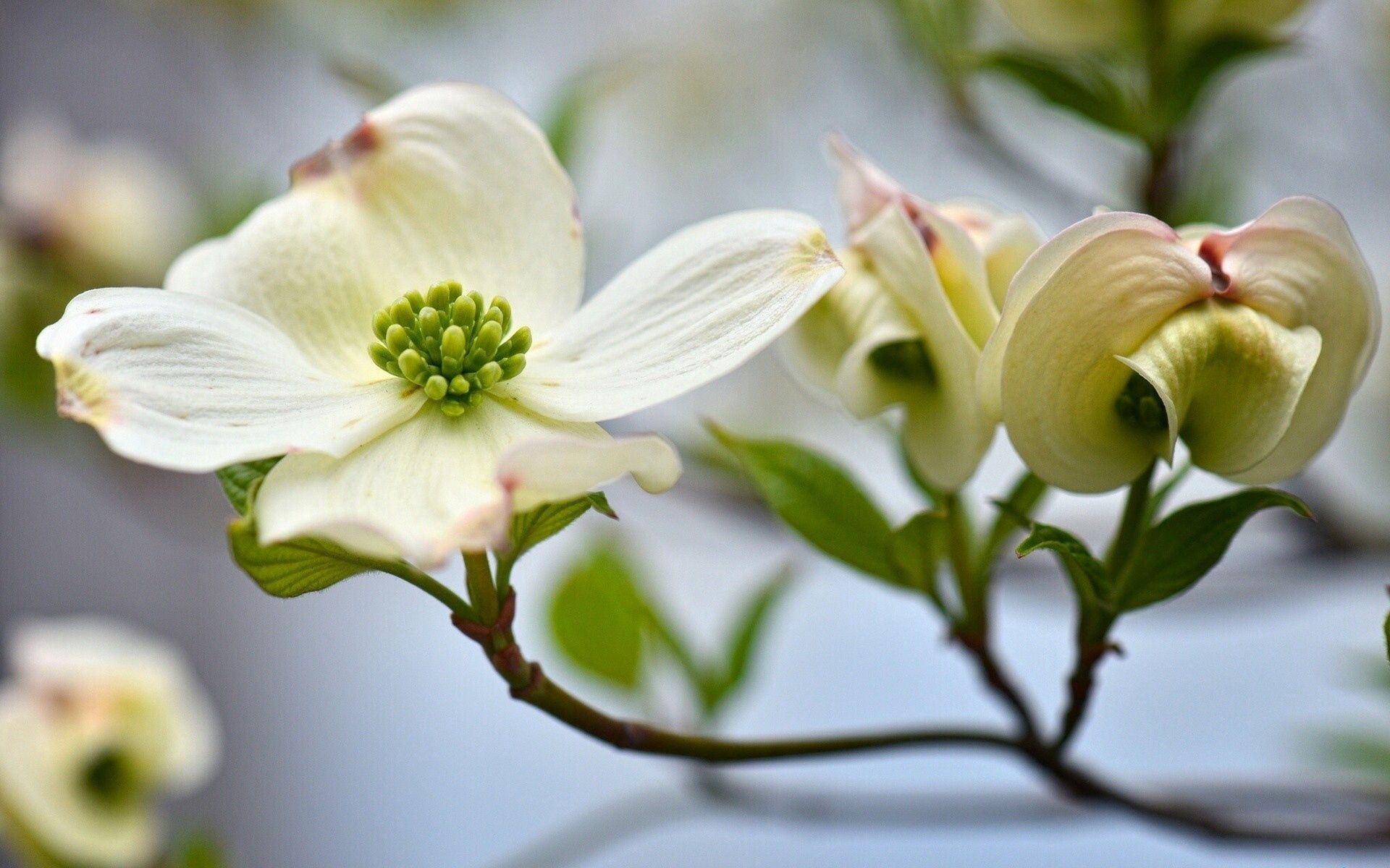 Кизил растение цветет