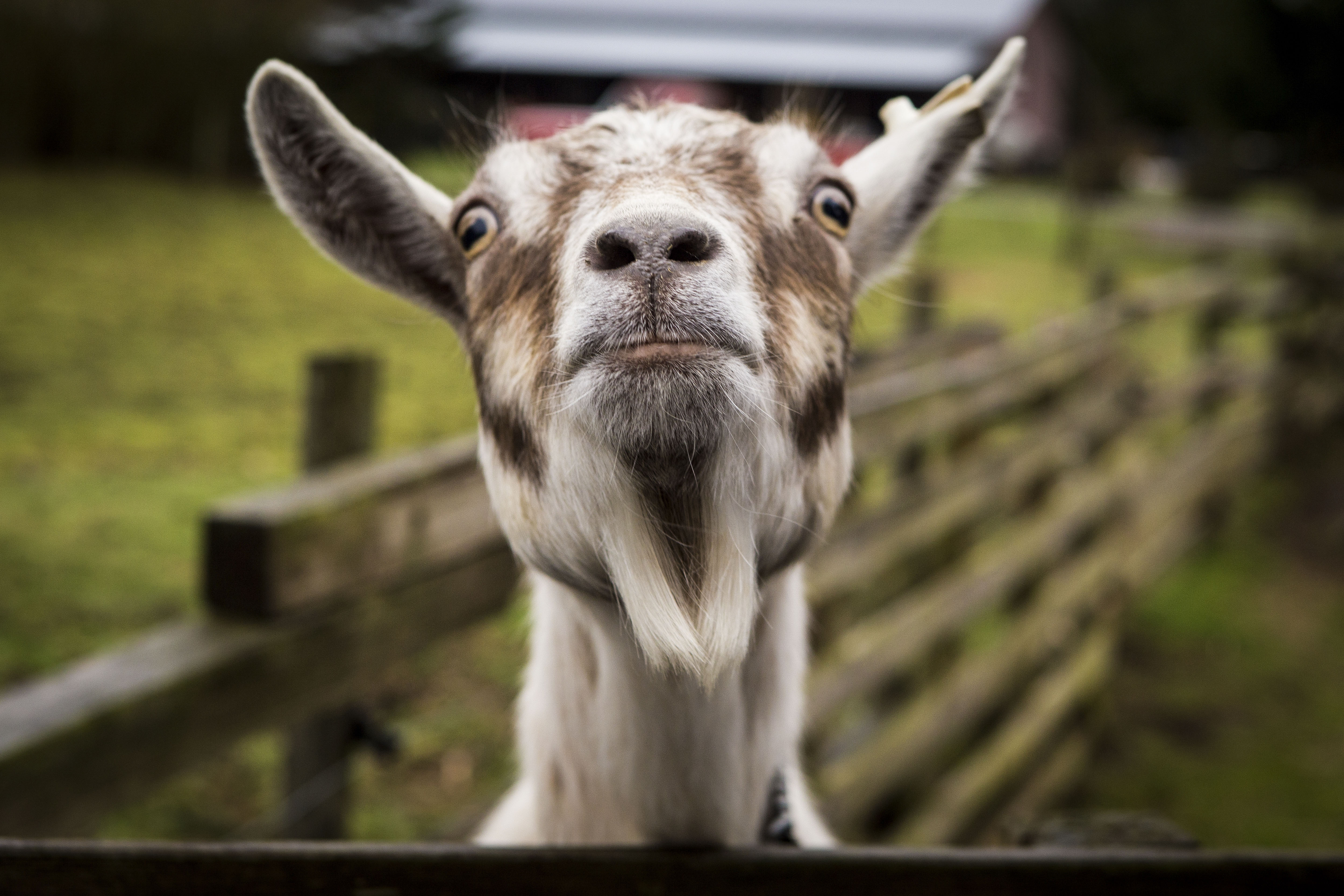 Download Goat wallpapers for mobile phone free Goat HD pictures